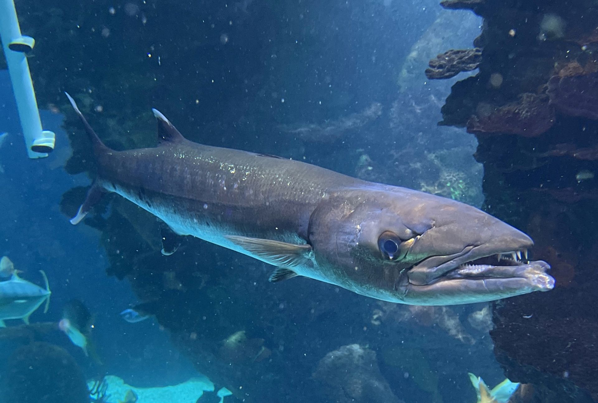 A large fish is swimming in a large aquarium