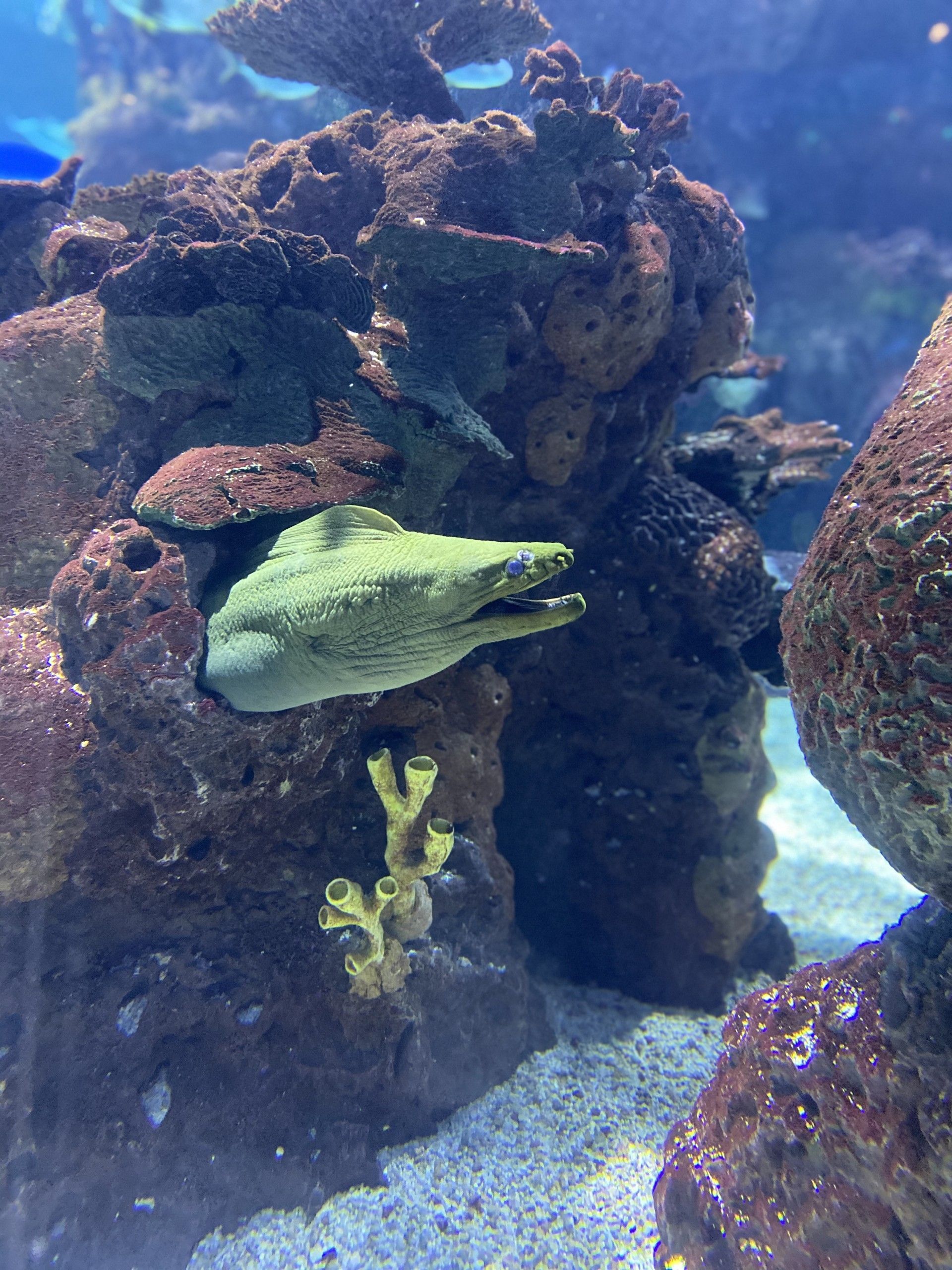 A green eel is swimming in a coral reef
