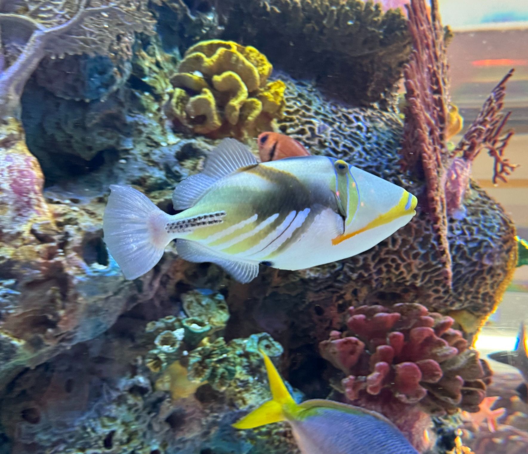 A unique white, yellow, silver, white fish is swimming in a coral reef