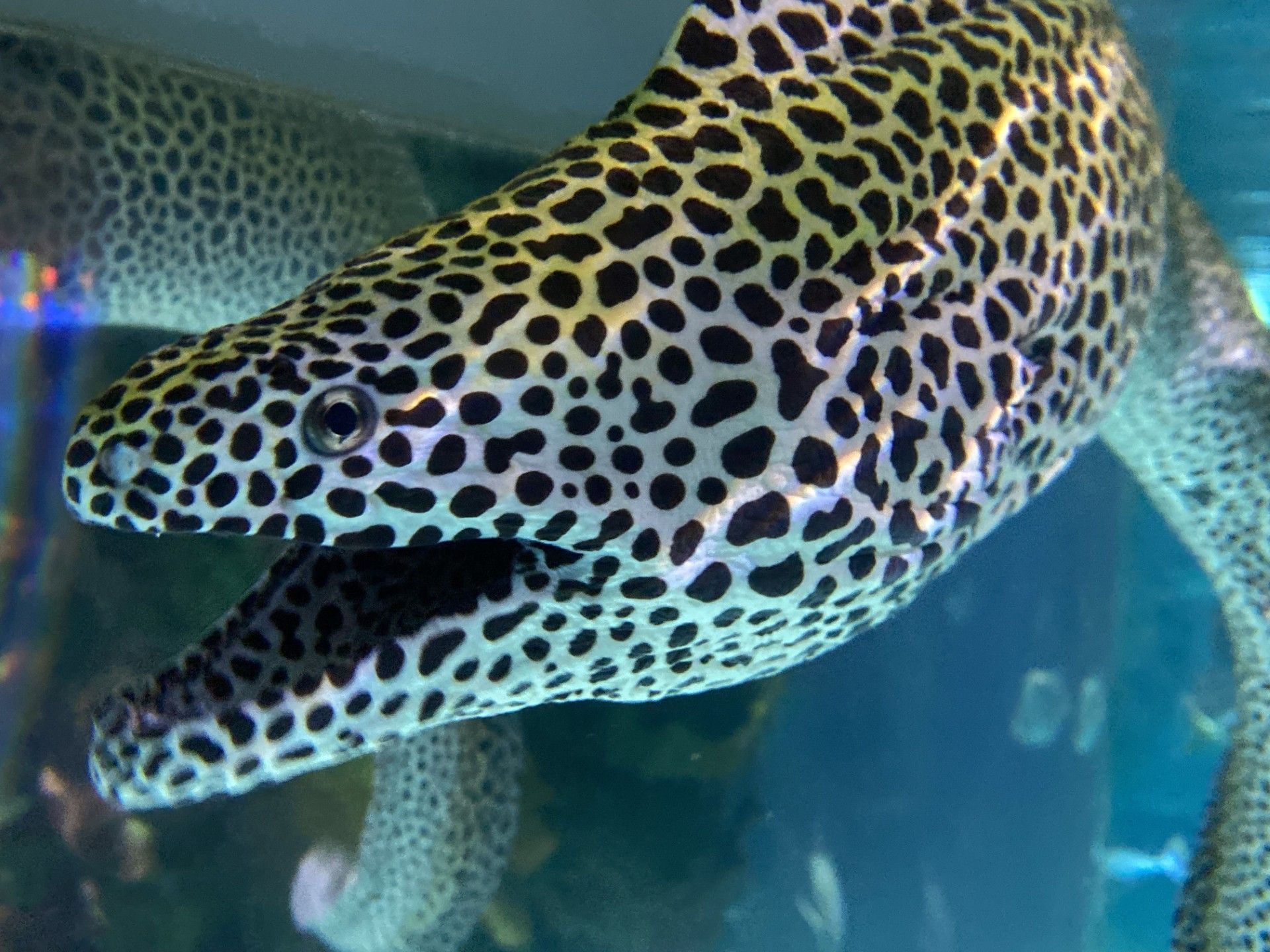 A close up of a leopard spotted eel  with its mouth open