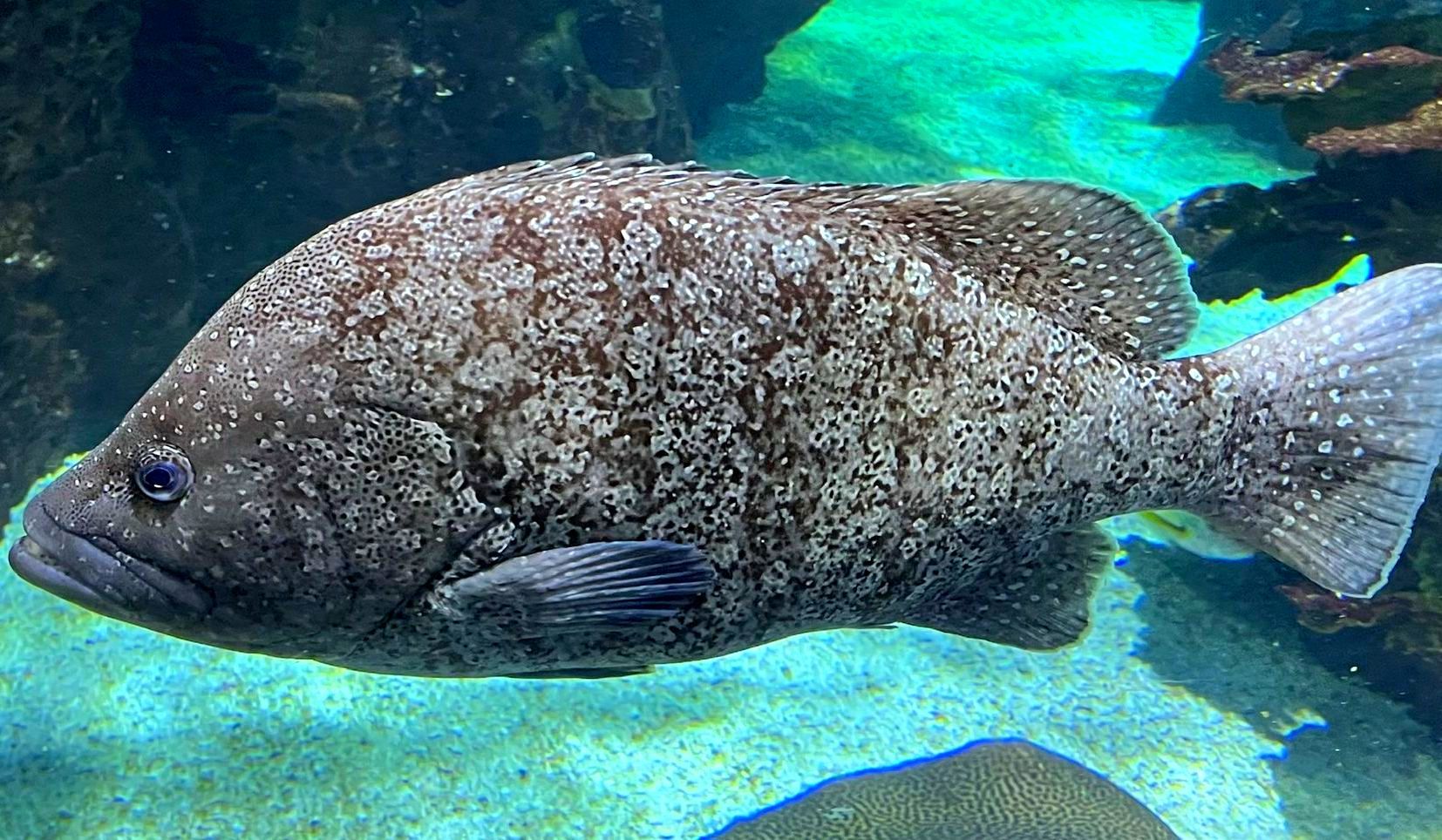 A large fish is swimming in a tank of water