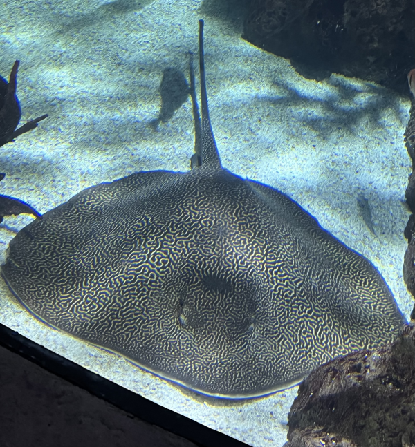 A stingray is swimming in a tank with other fish