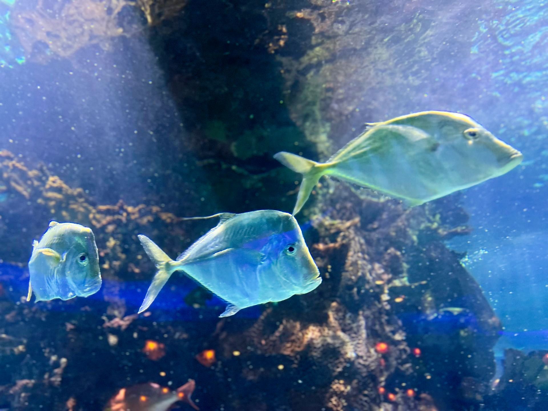 A group of fish are swimming together in a tank