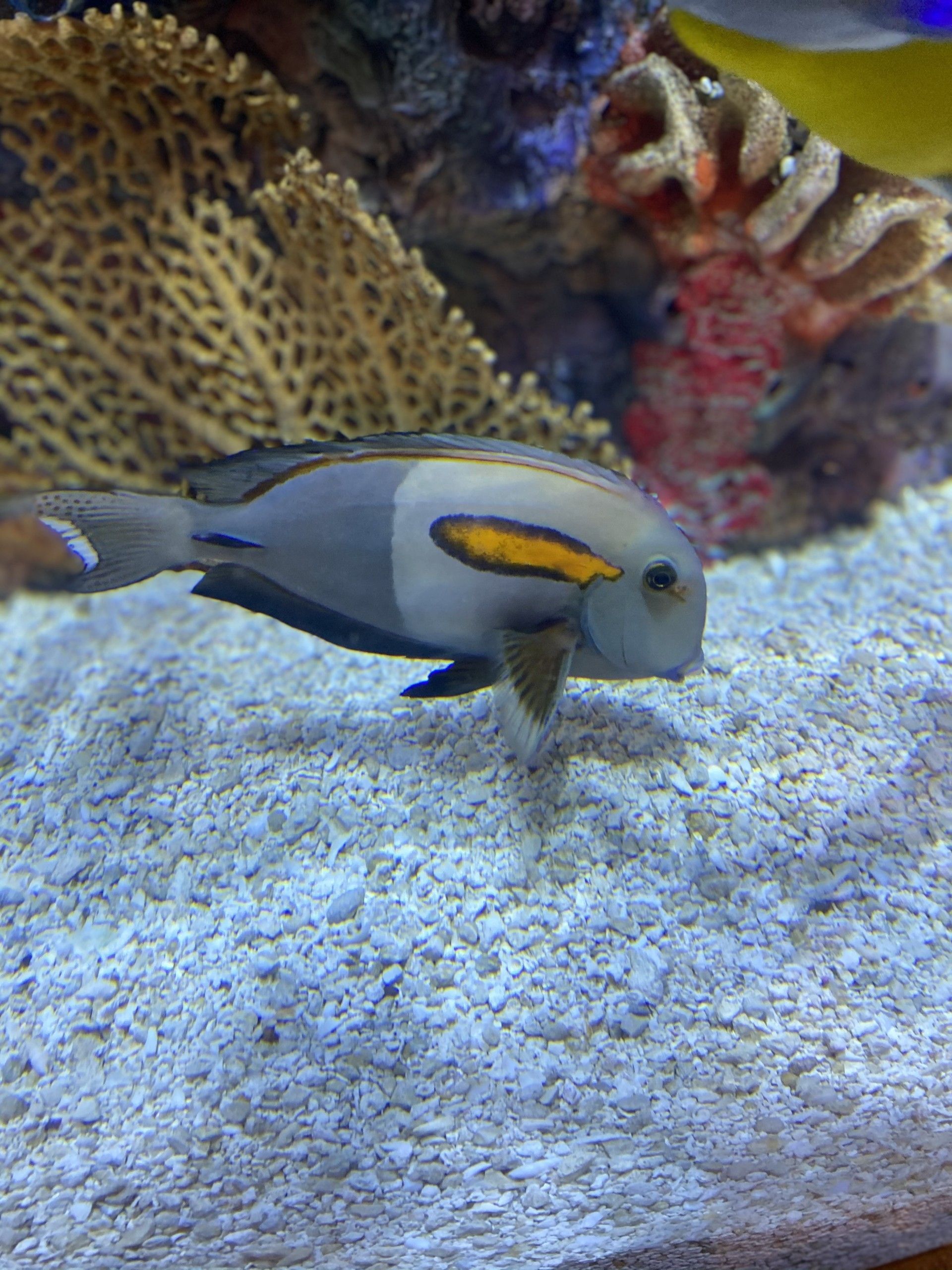 A fish with a yellow tail is swimming in a tank