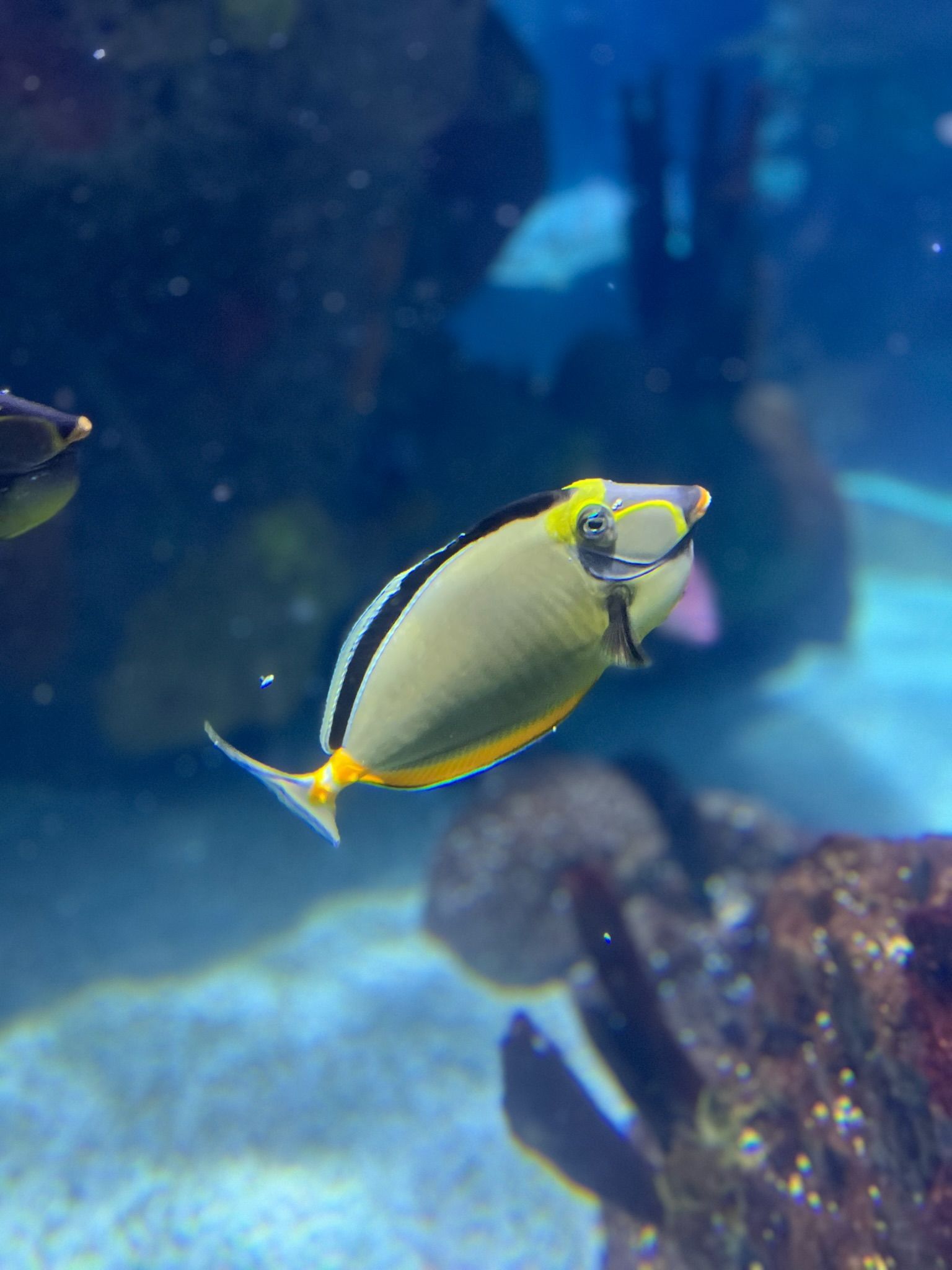 A yellow and black fish with a yellow nose is swimming in a tank