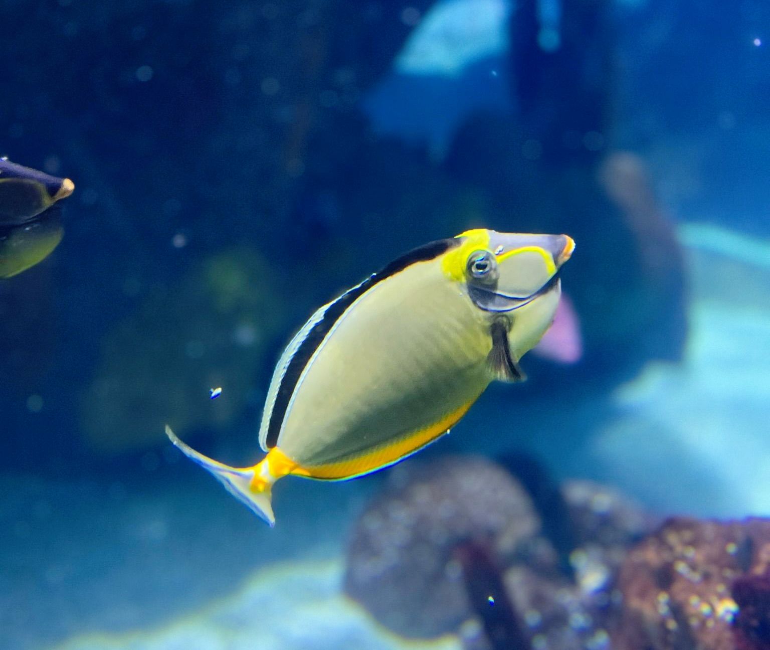 A fish with a yellow nose is swimming in a tank