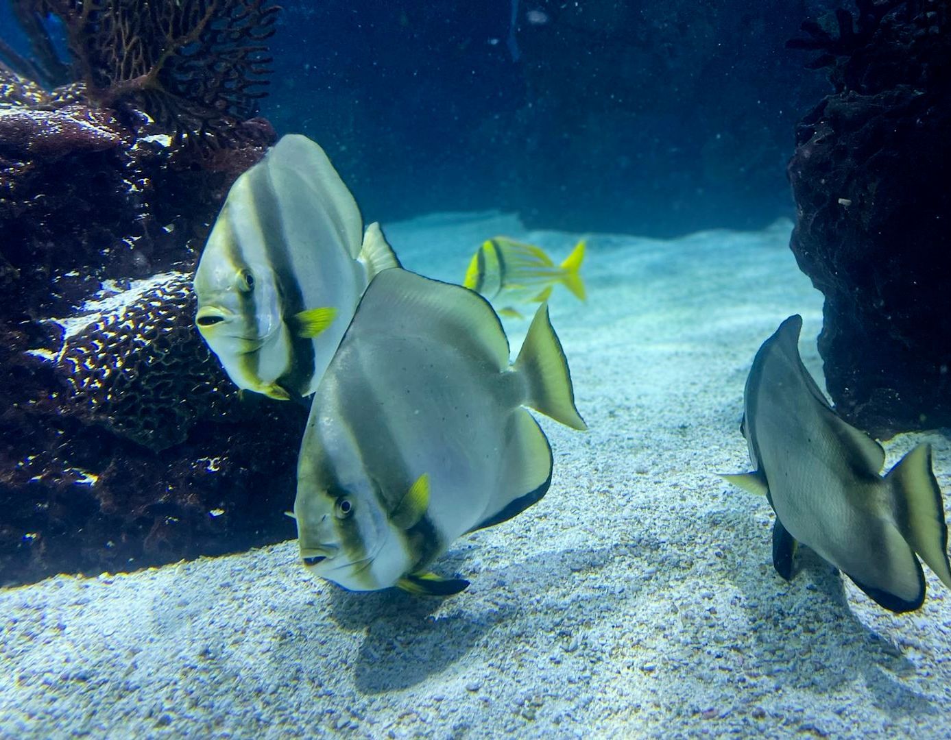 A group of flat skinny fish are swimming in a tank