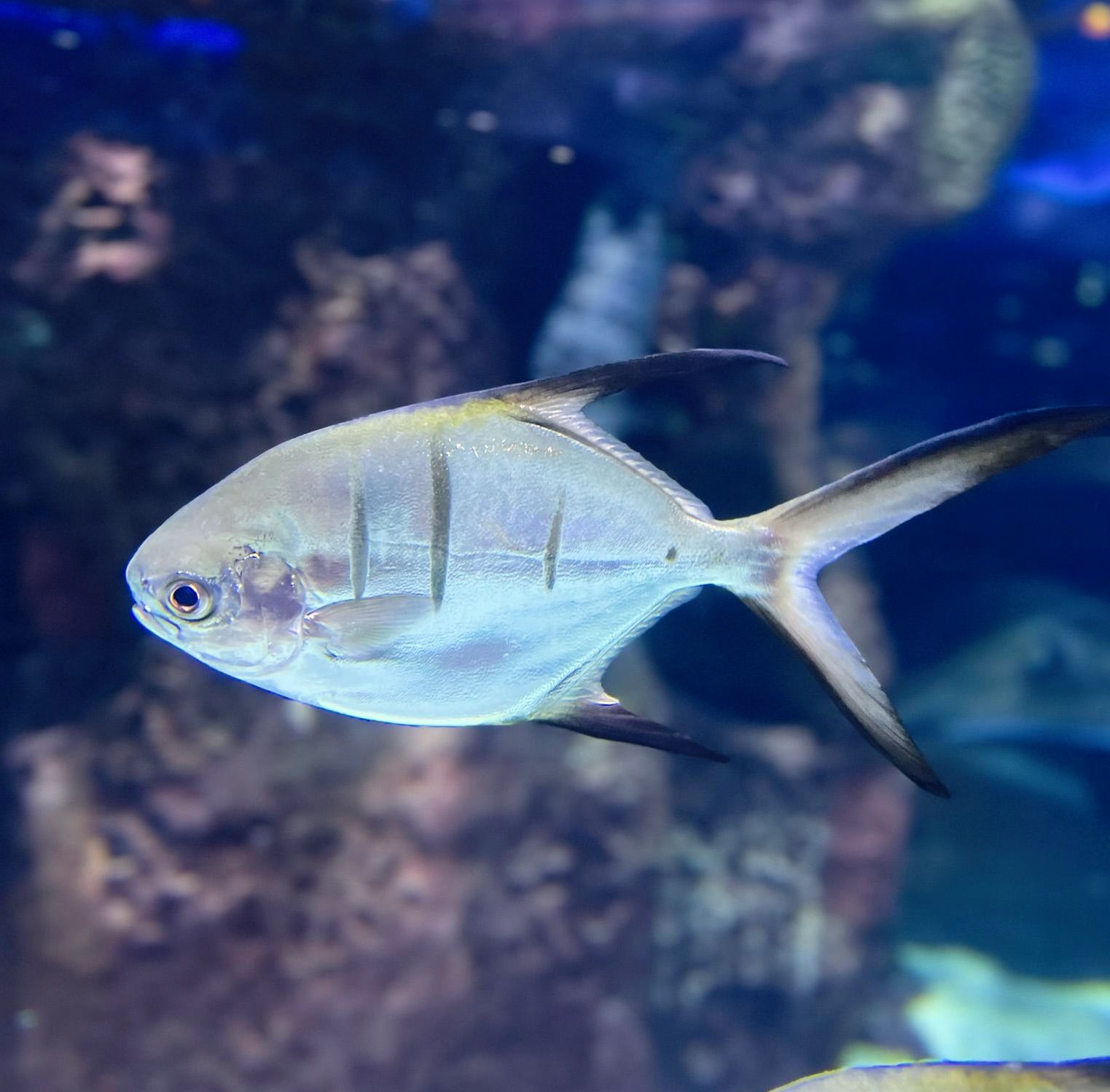 A fish with a long tail is swimming in a tank