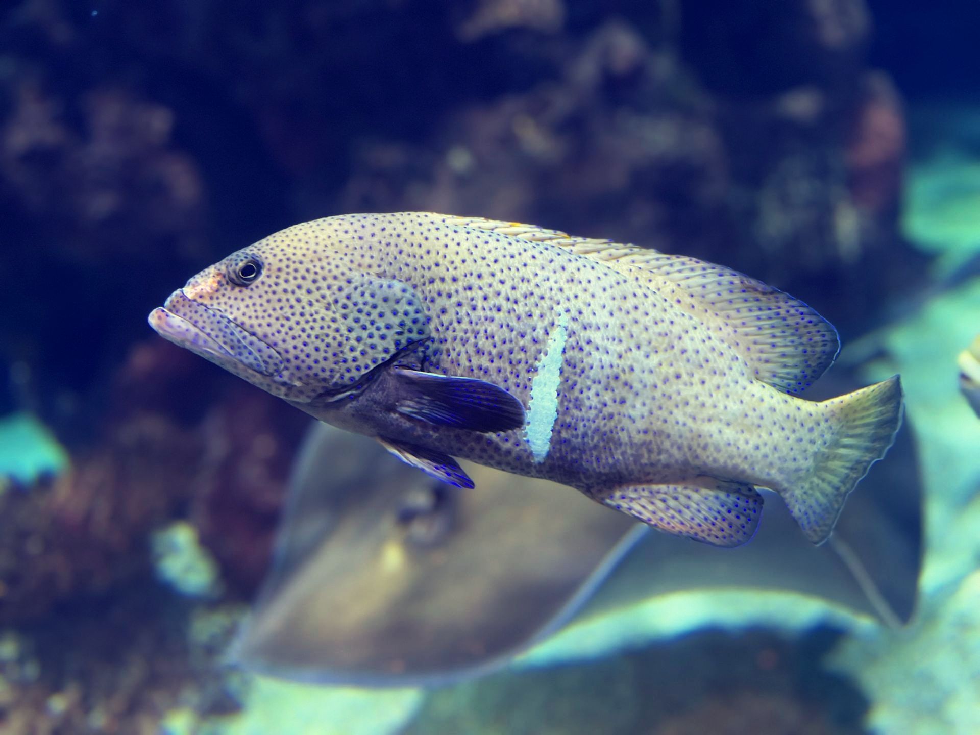 A fish with white spots is swimming in the water
