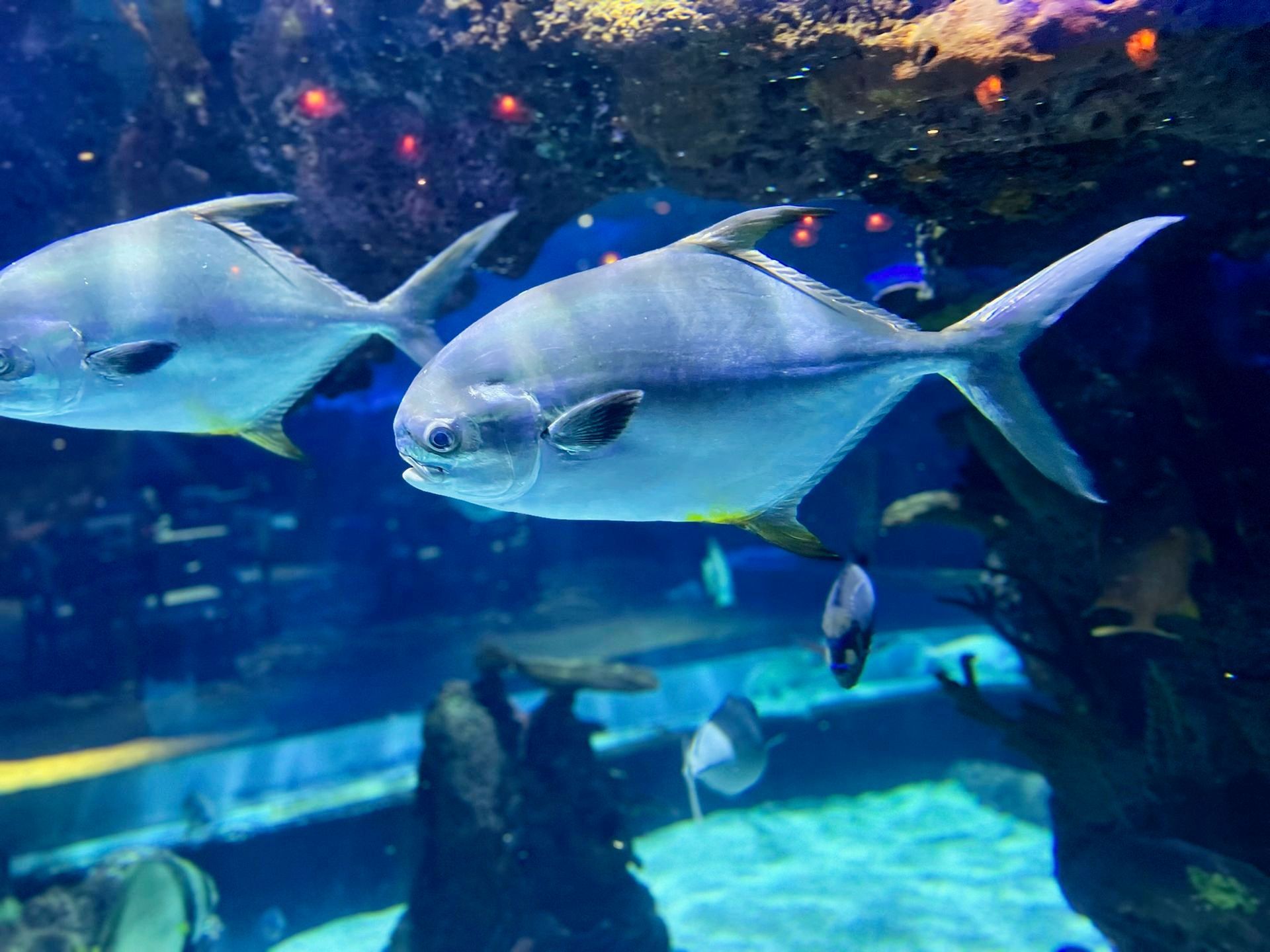 Two fish are swimming in a large aquarium
