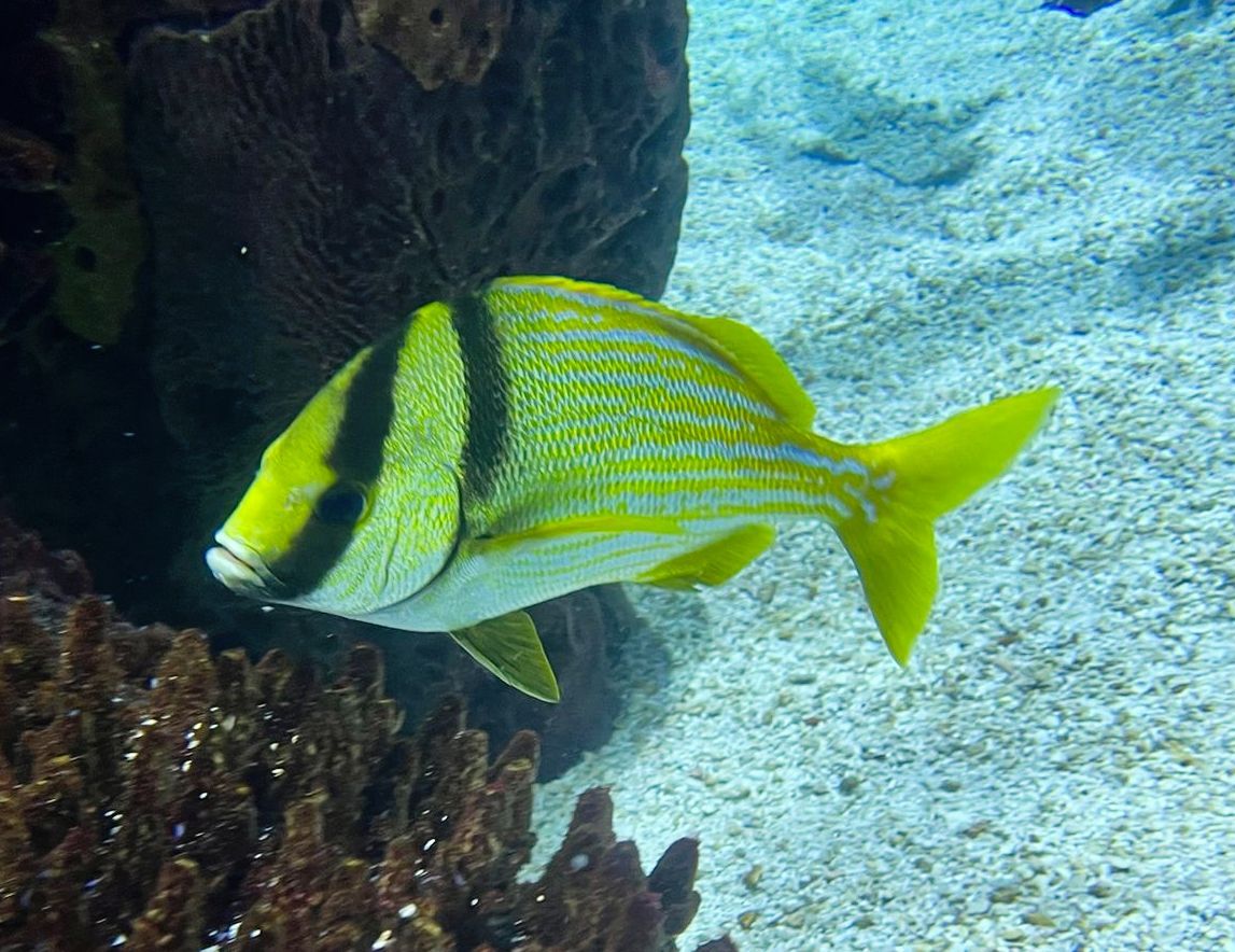 A yellow and black fish is swimming near a coral reef