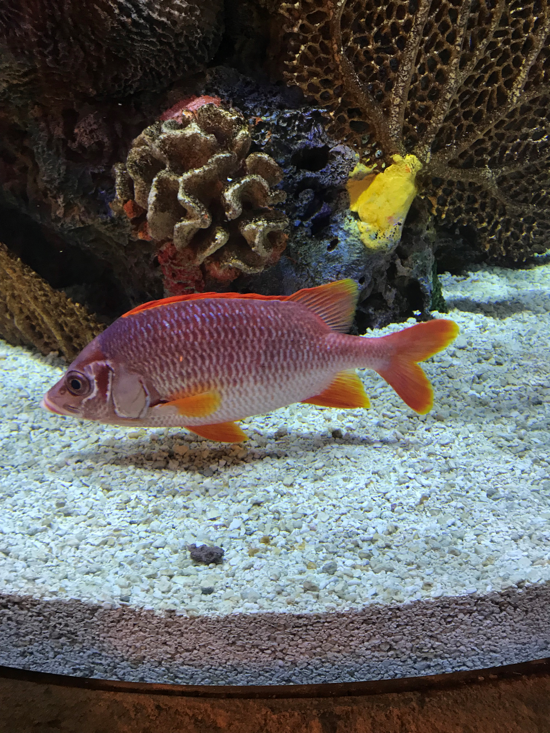 A orange fish is swimming in a tank with corals in the background