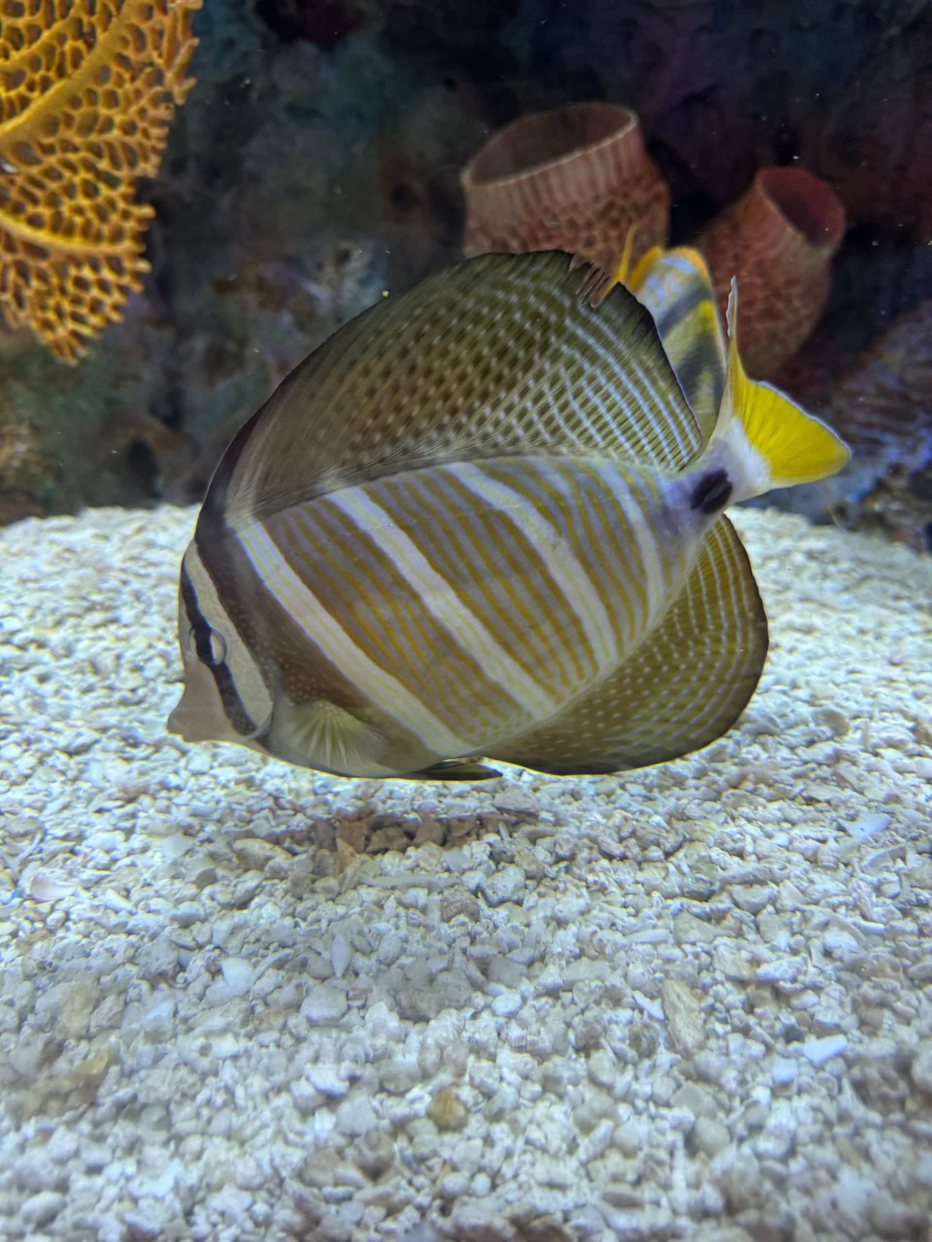 A fish with a yellow tail is swimming in a tank