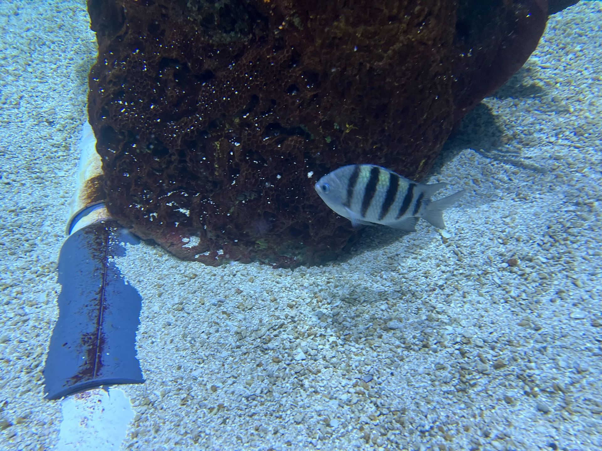 A tiny fish is swimming near a coral in the water