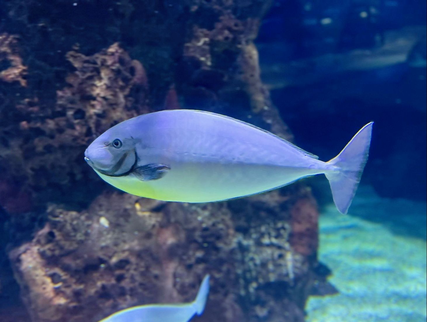 A purple fish is swimming in the water near a rock