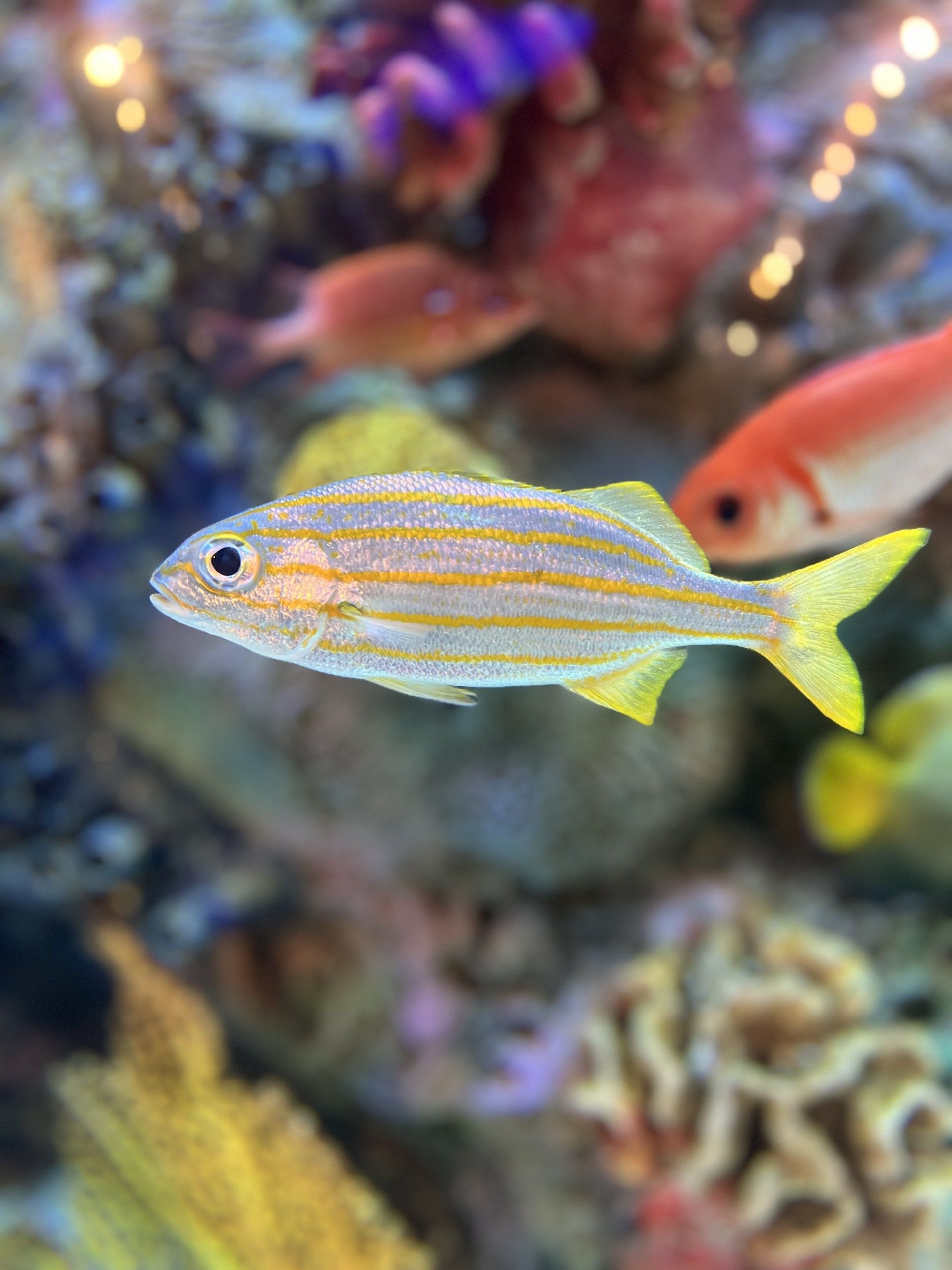 A fish with a yellow tail is swimming in a tank