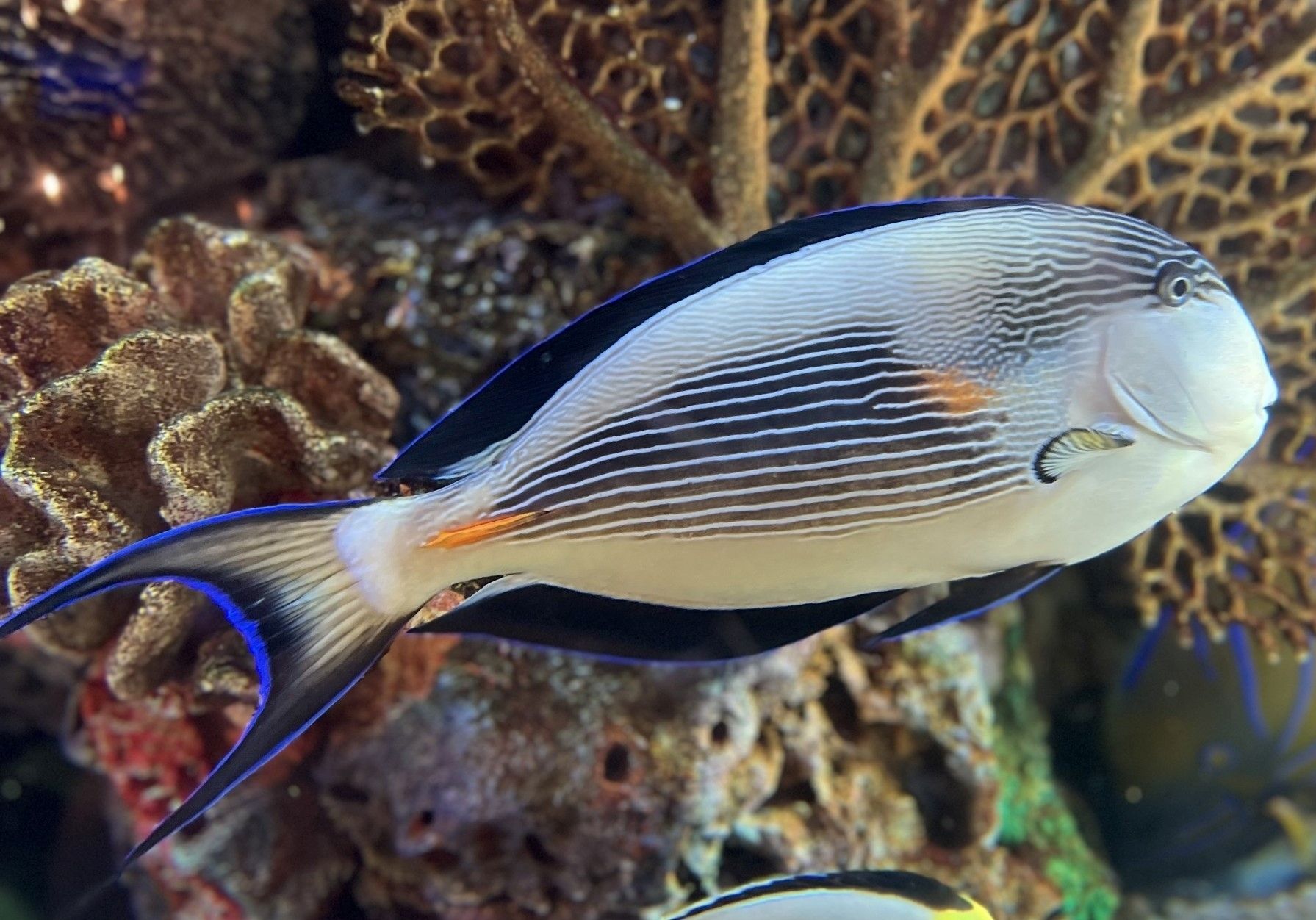 A black and white fish is swimming in a coral reef