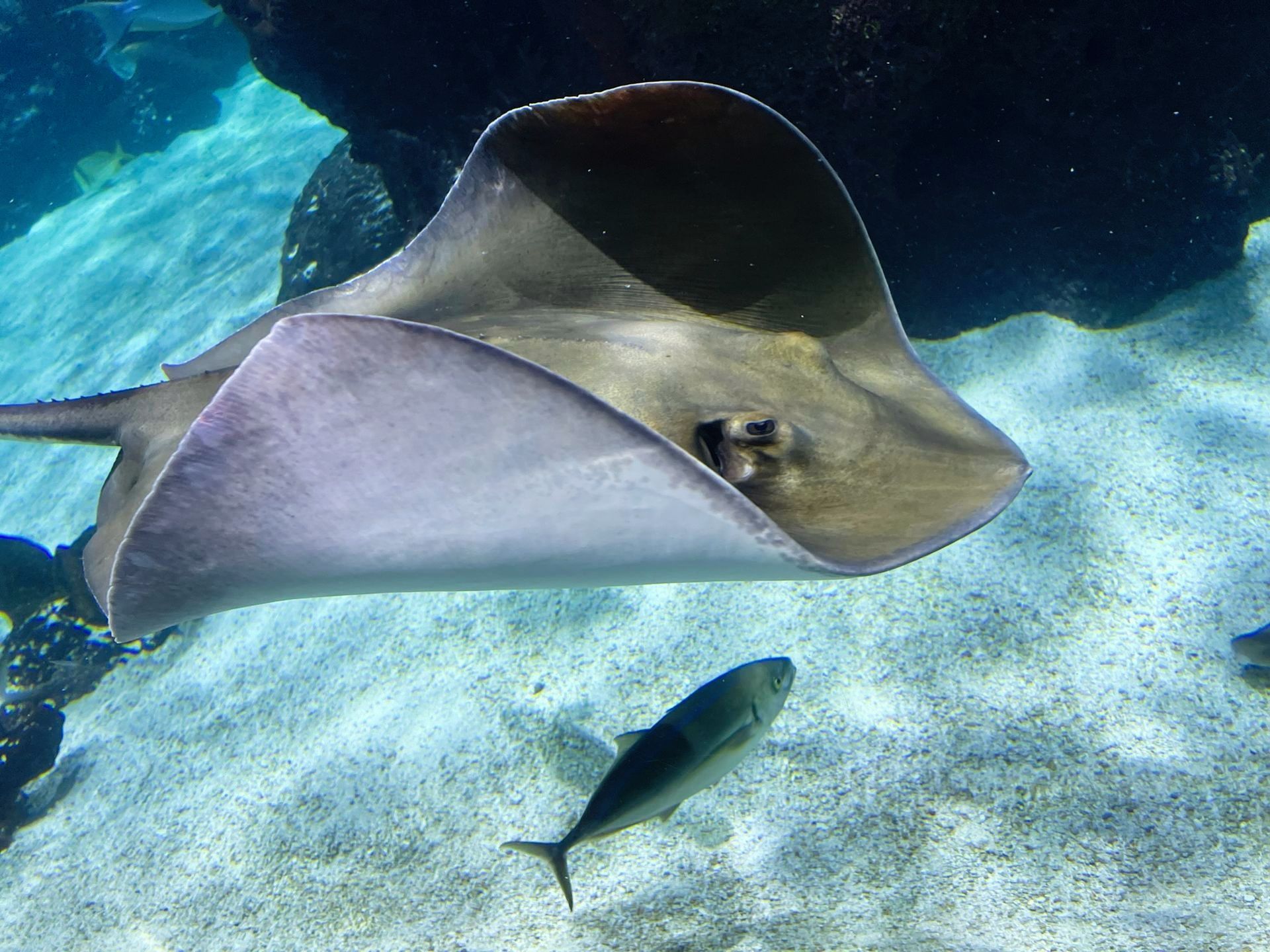 A stingray is swimming in the water near a small fish