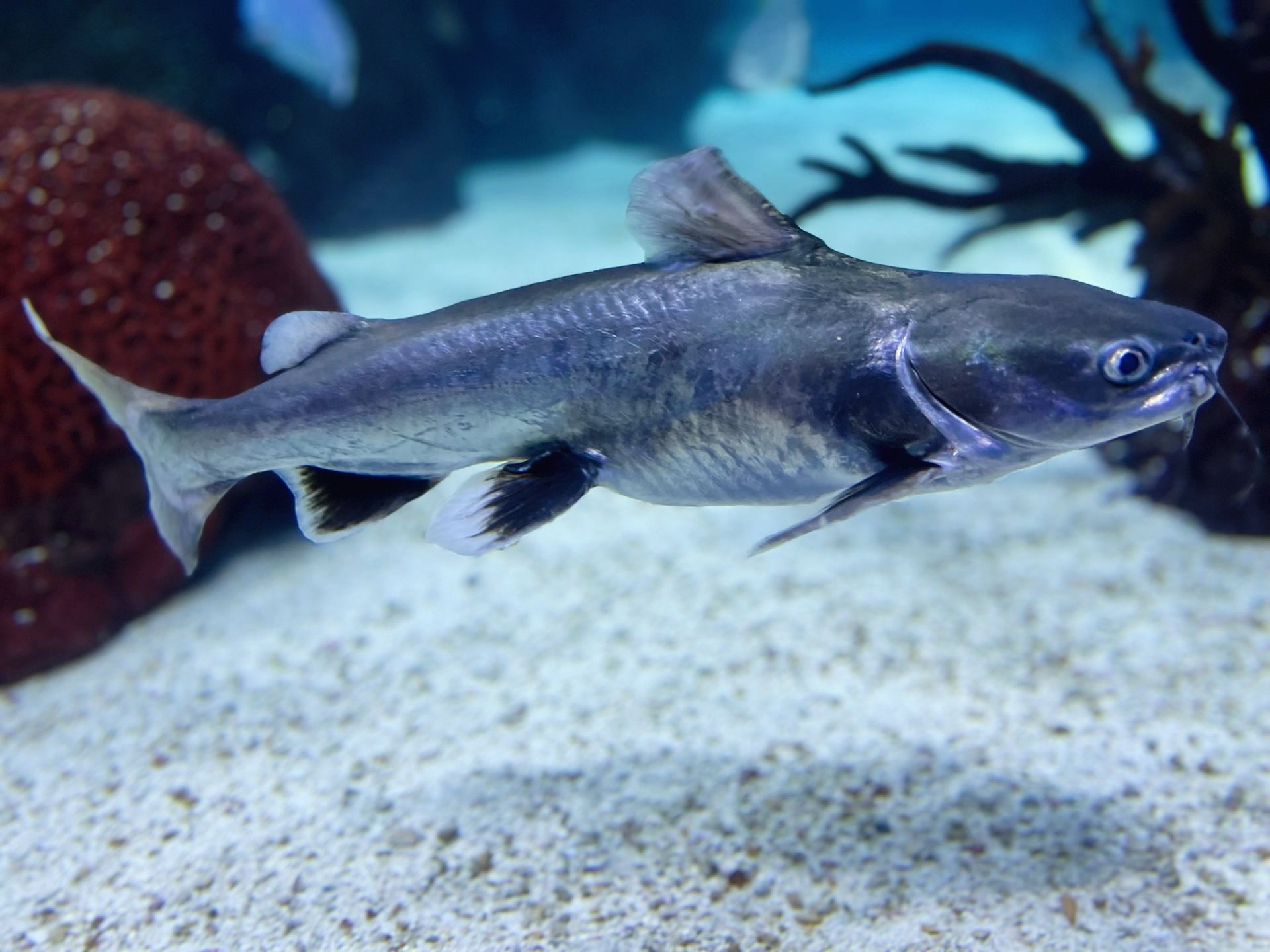 A silver fish is swimming in a tank 