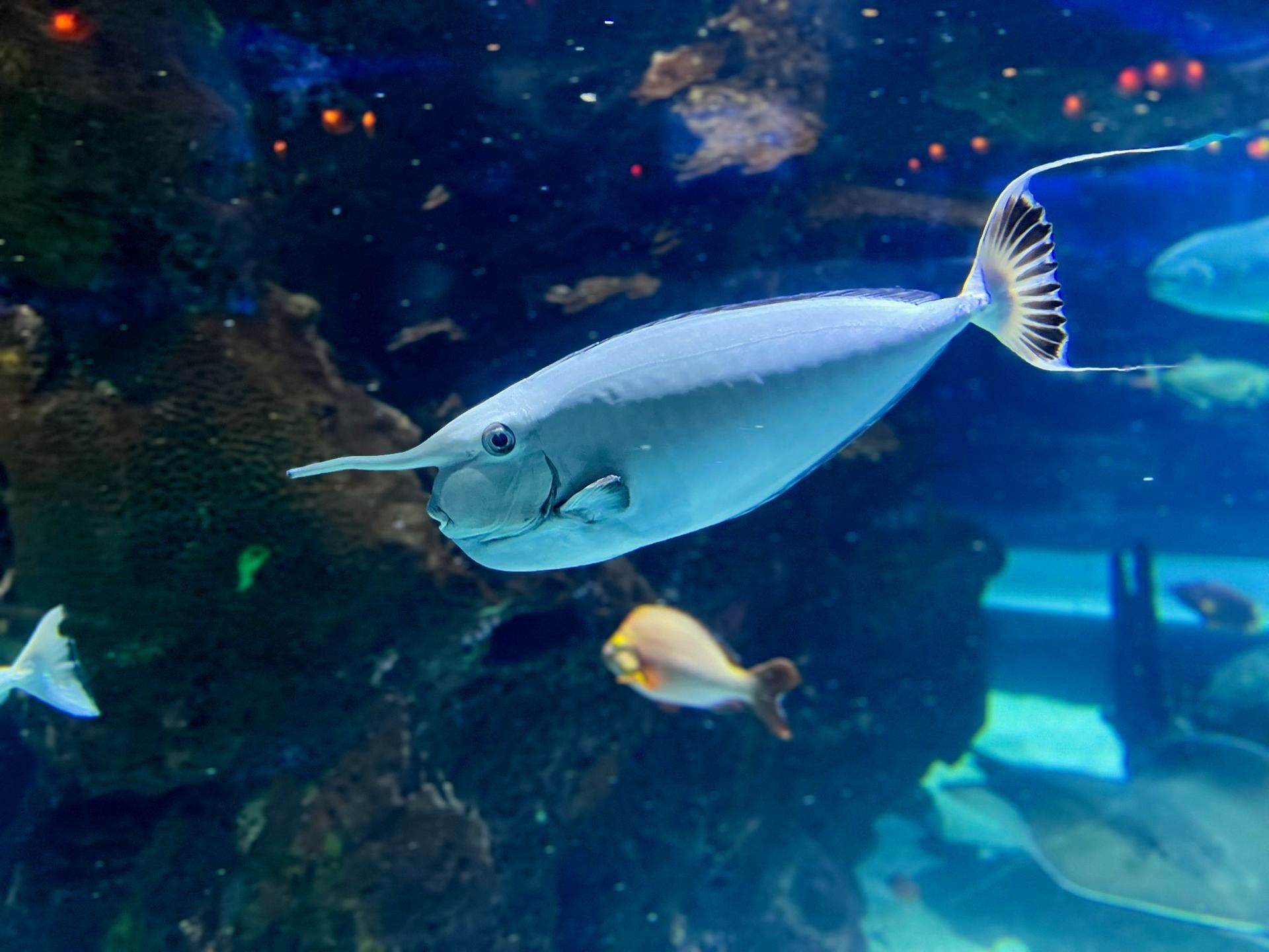 A fish with a long nose is swimming in a tank