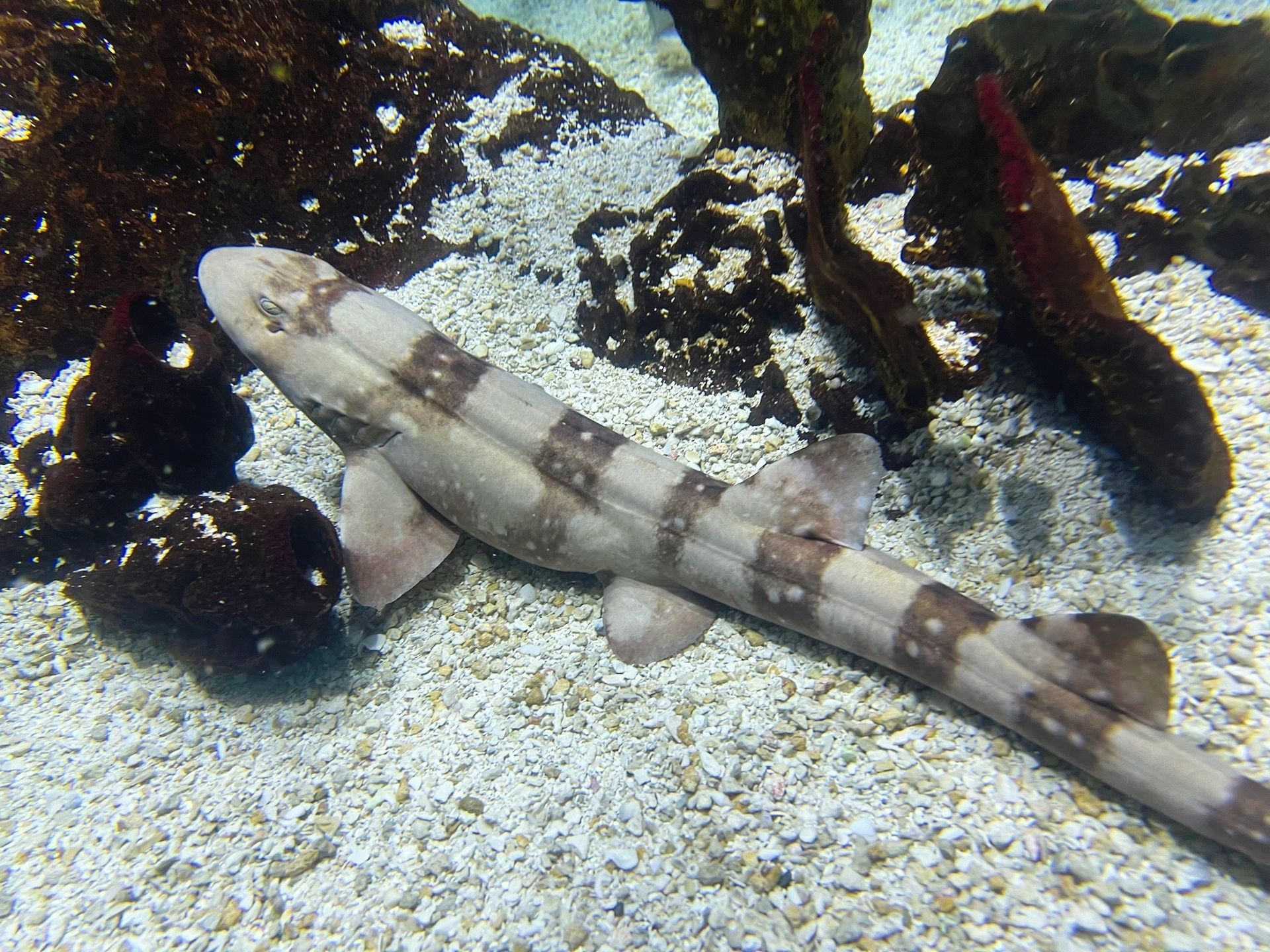 A small striped bamboo shark is swimming in a tank