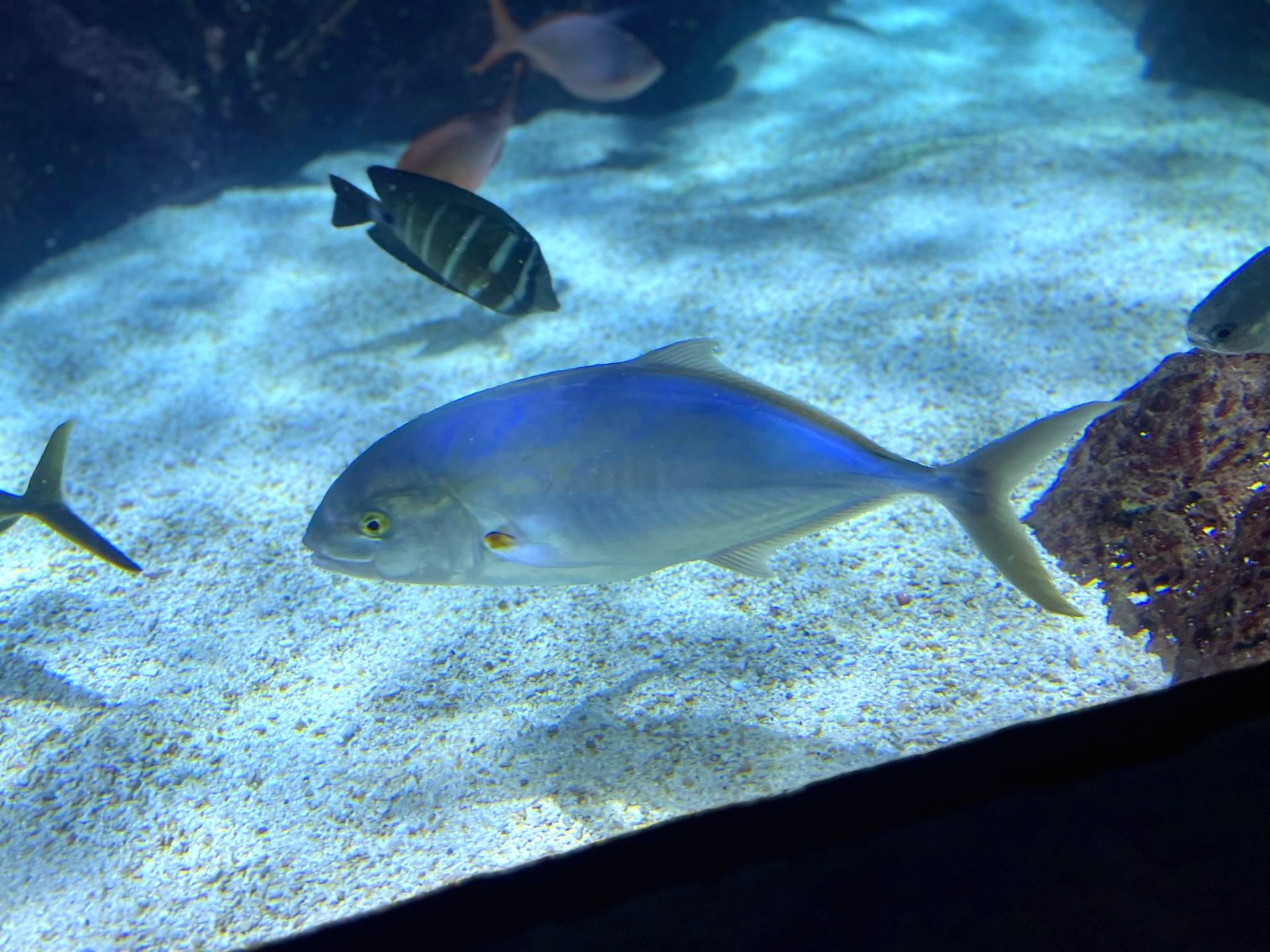 A blue fish is swimming in a tank with other fish