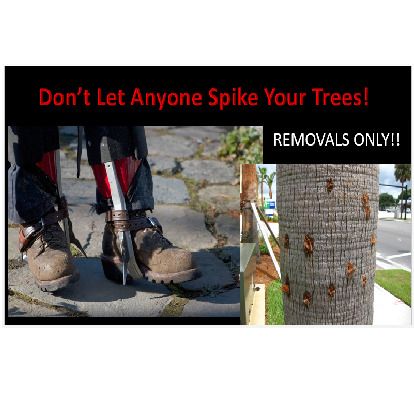 Don't Let Anyone Spike Your Trees — Brandon, FL — Duffey Tree Care