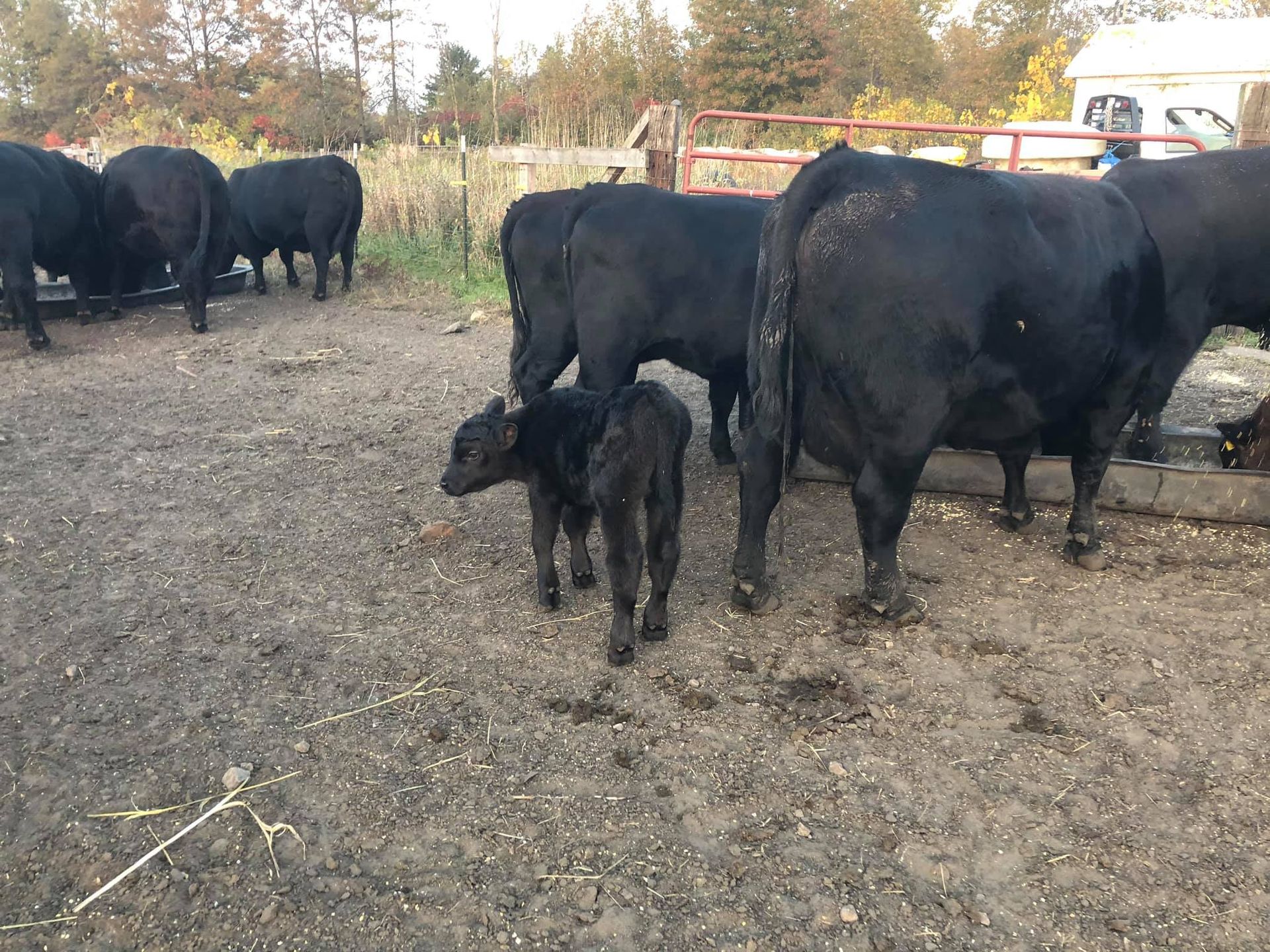 Black cows and calf standing in a muddy pen; trees and a building in the background.