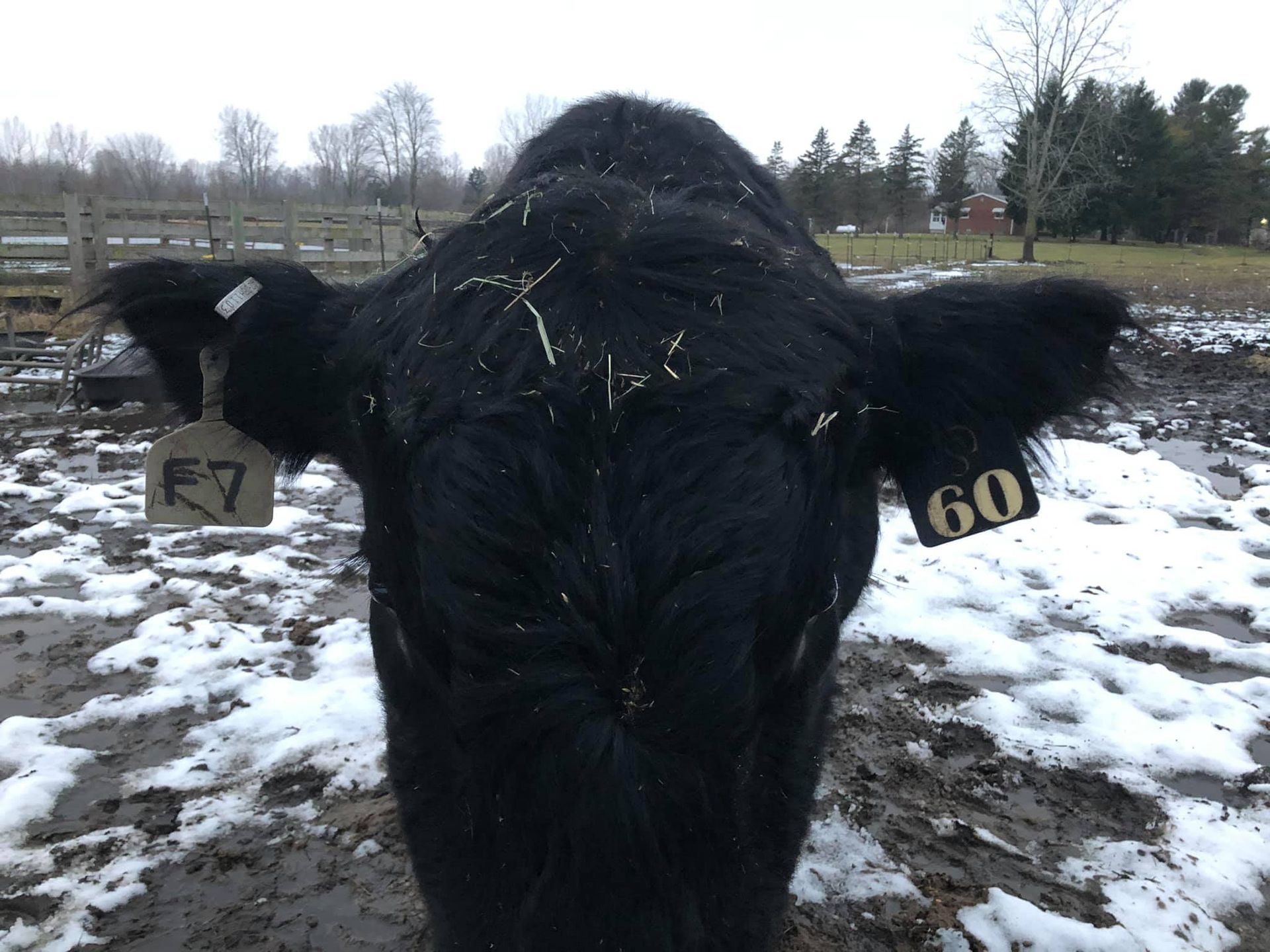 Black cow with ear tags, standing in a muddy, snowy field.
