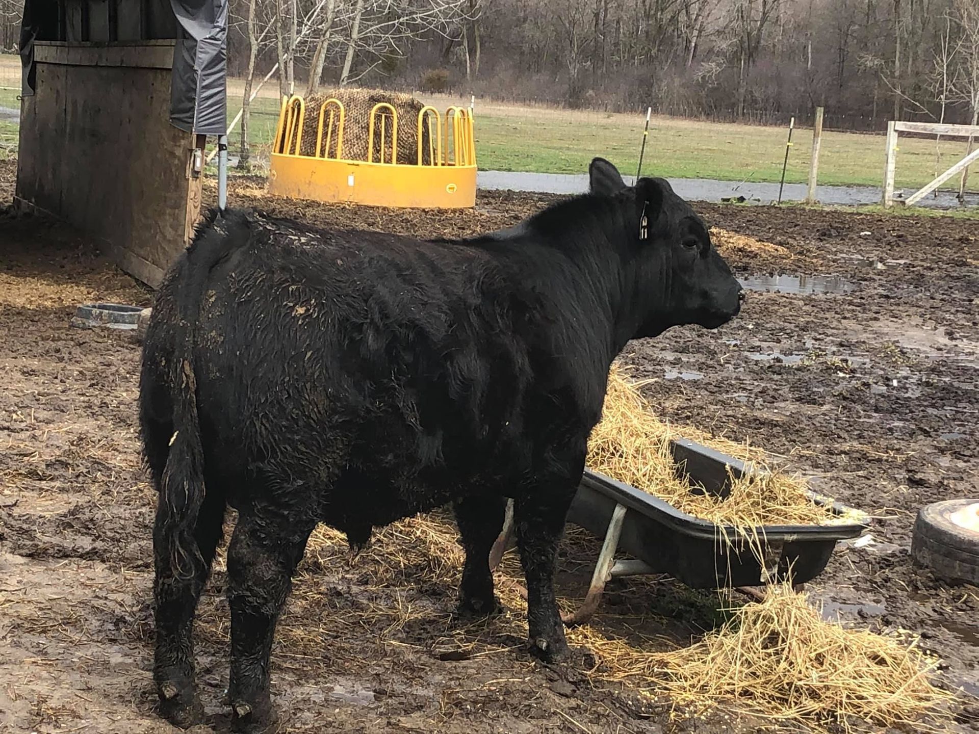Black cow standing near a feeder filled with hay in a muddy pen.