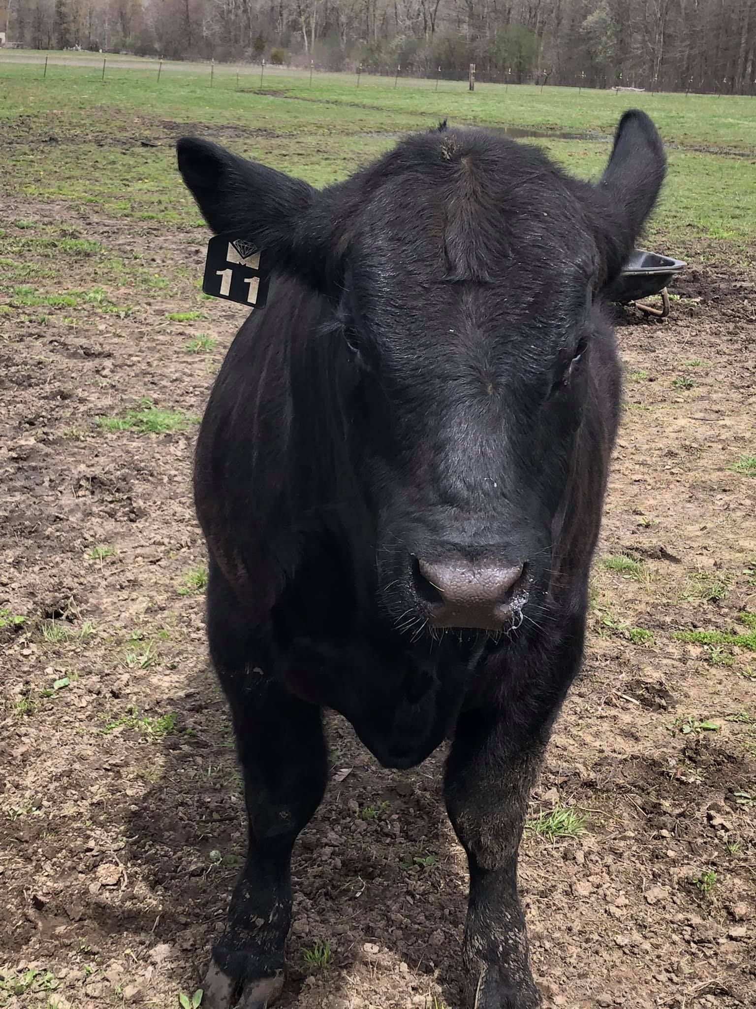 Black Angus calf with ear tag standing in a grassy field.