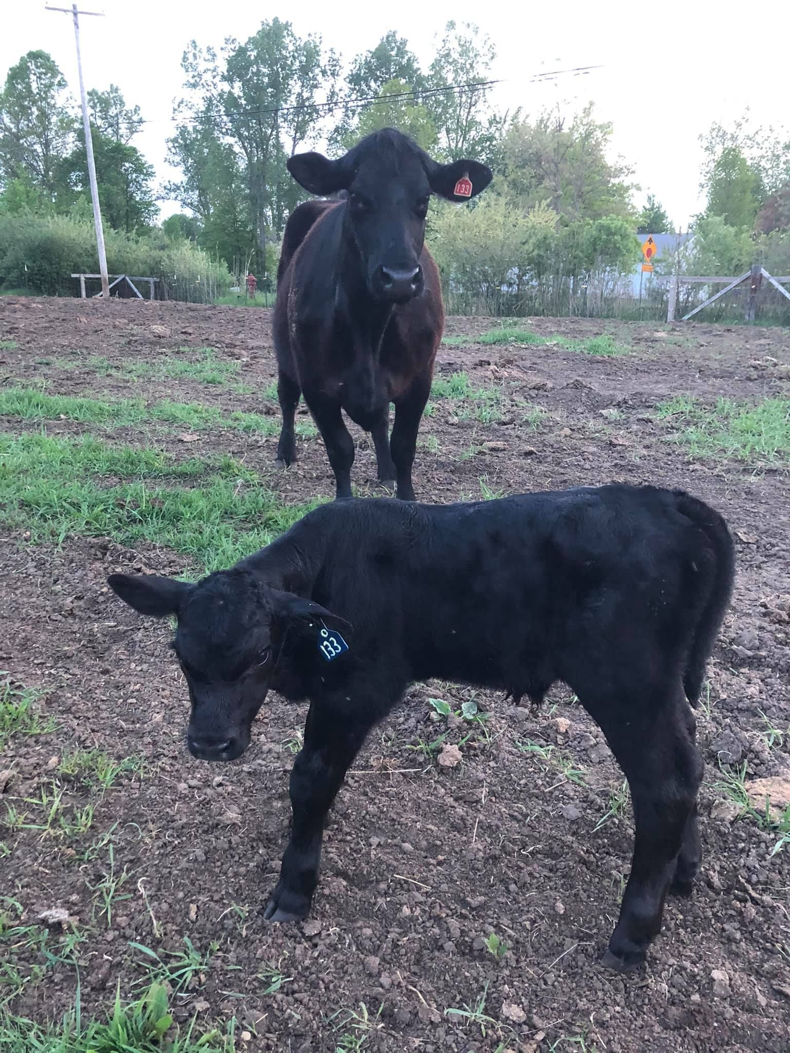 Black cow and calf in a muddy field, with trees and a fence in the background. The cow is watching.
