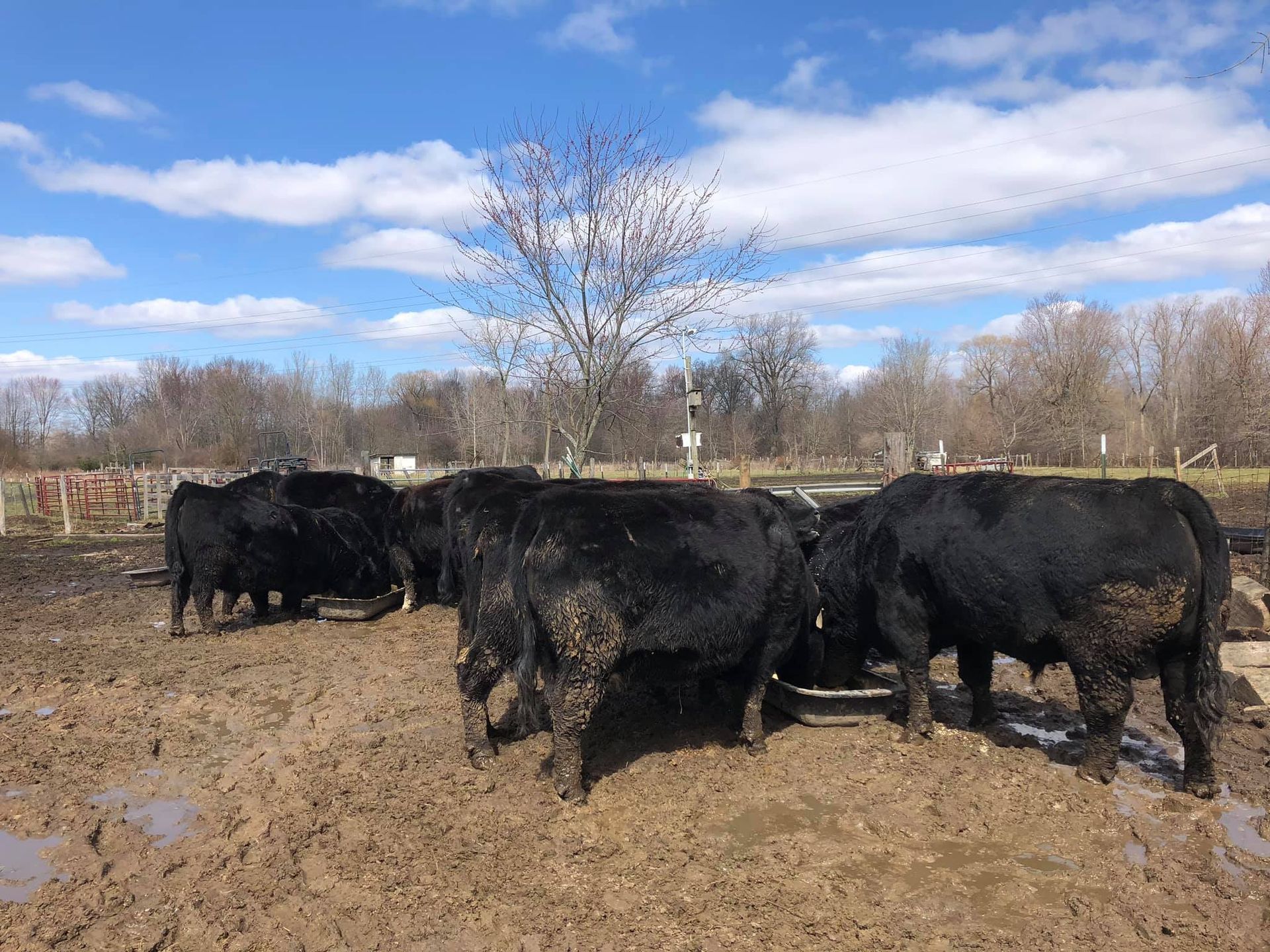 Black cattle in a muddy field eating at a feeding trough under a cloudy sky.