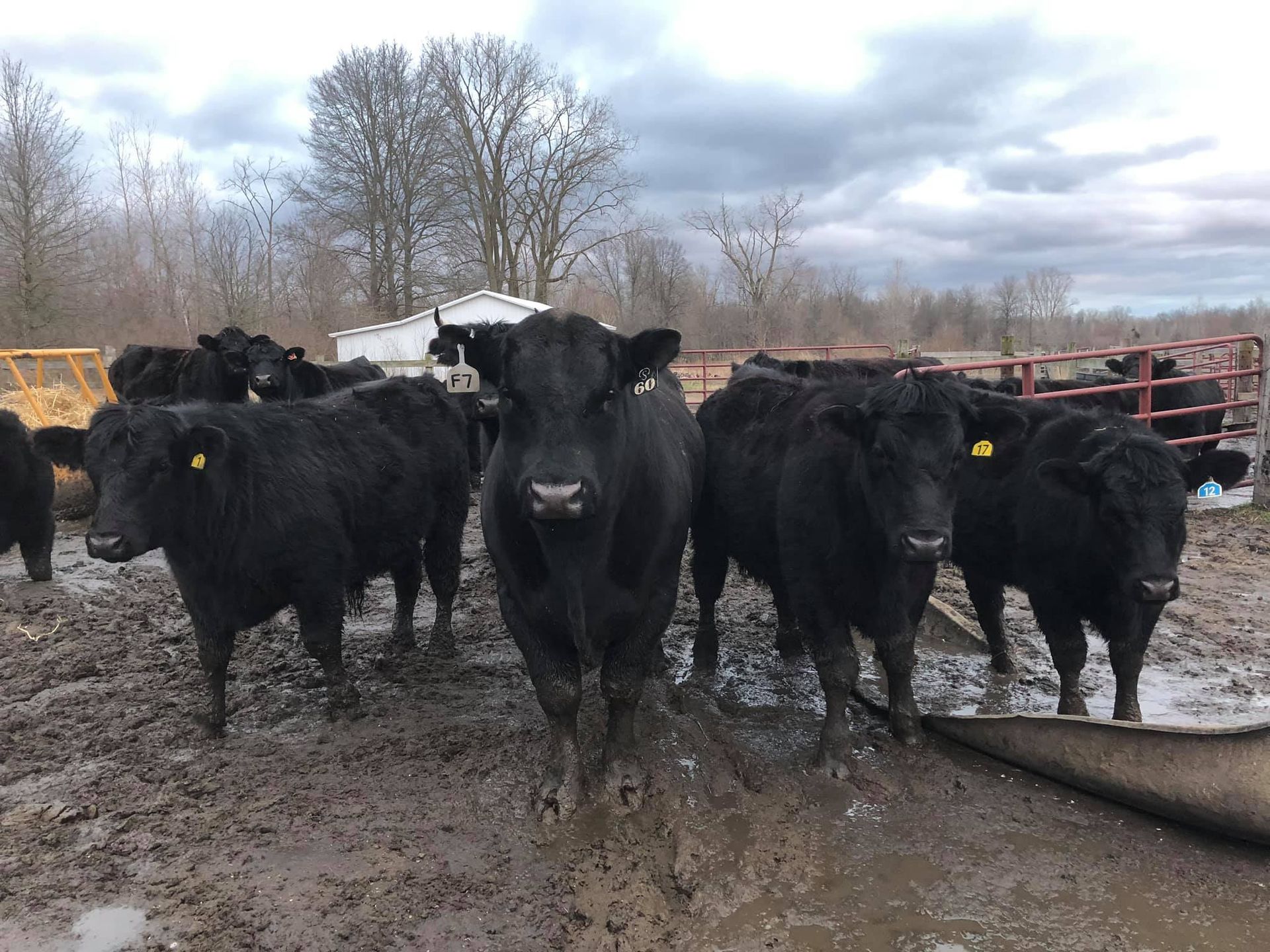 Black cows in a muddy pen, facing the camera, under a cloudy sky.