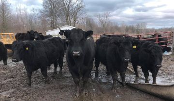 Black Angus cattle standing in muddy pen.