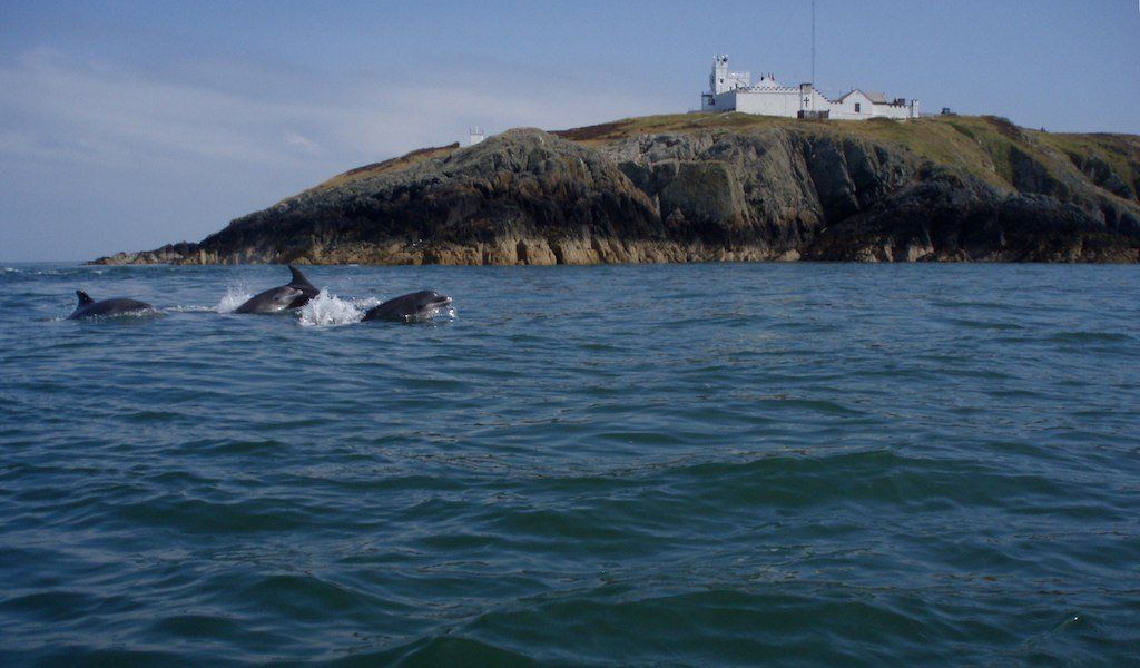 image of the dolphins