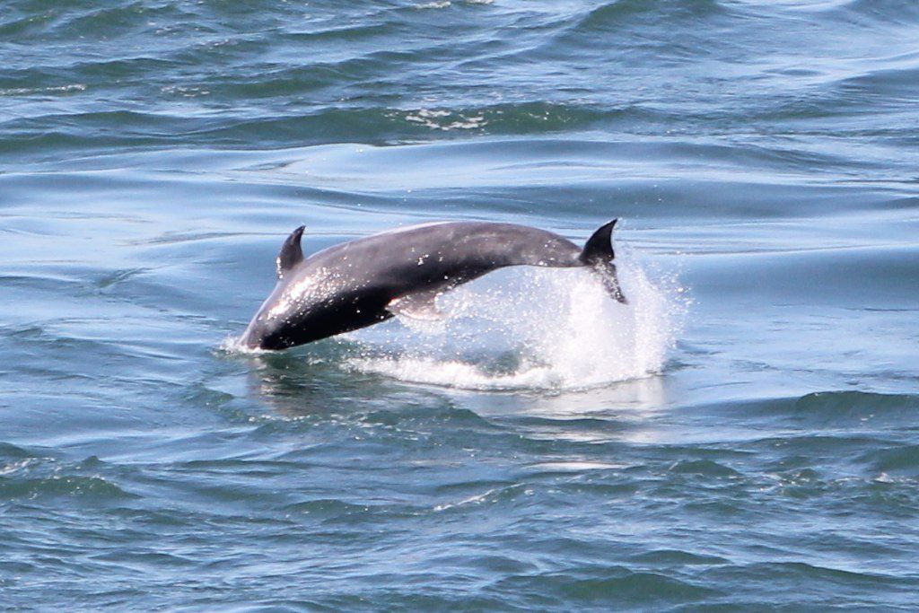 image of the dolphins