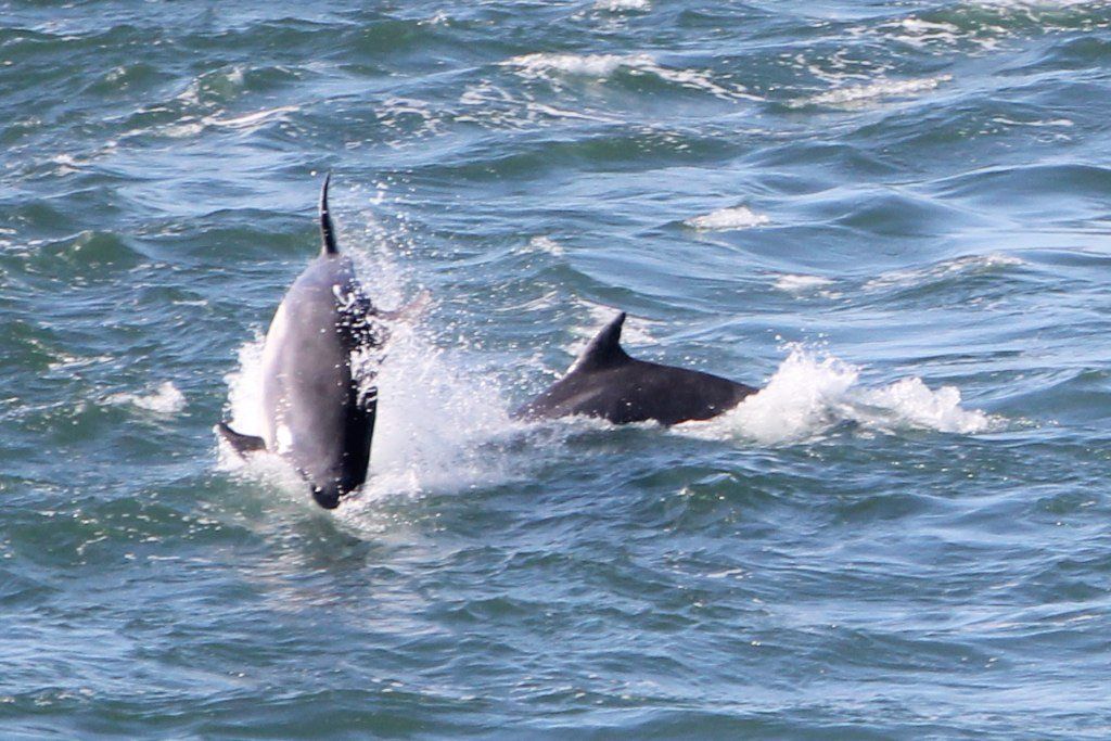 image of the dolphins