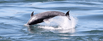 image of the dolphins