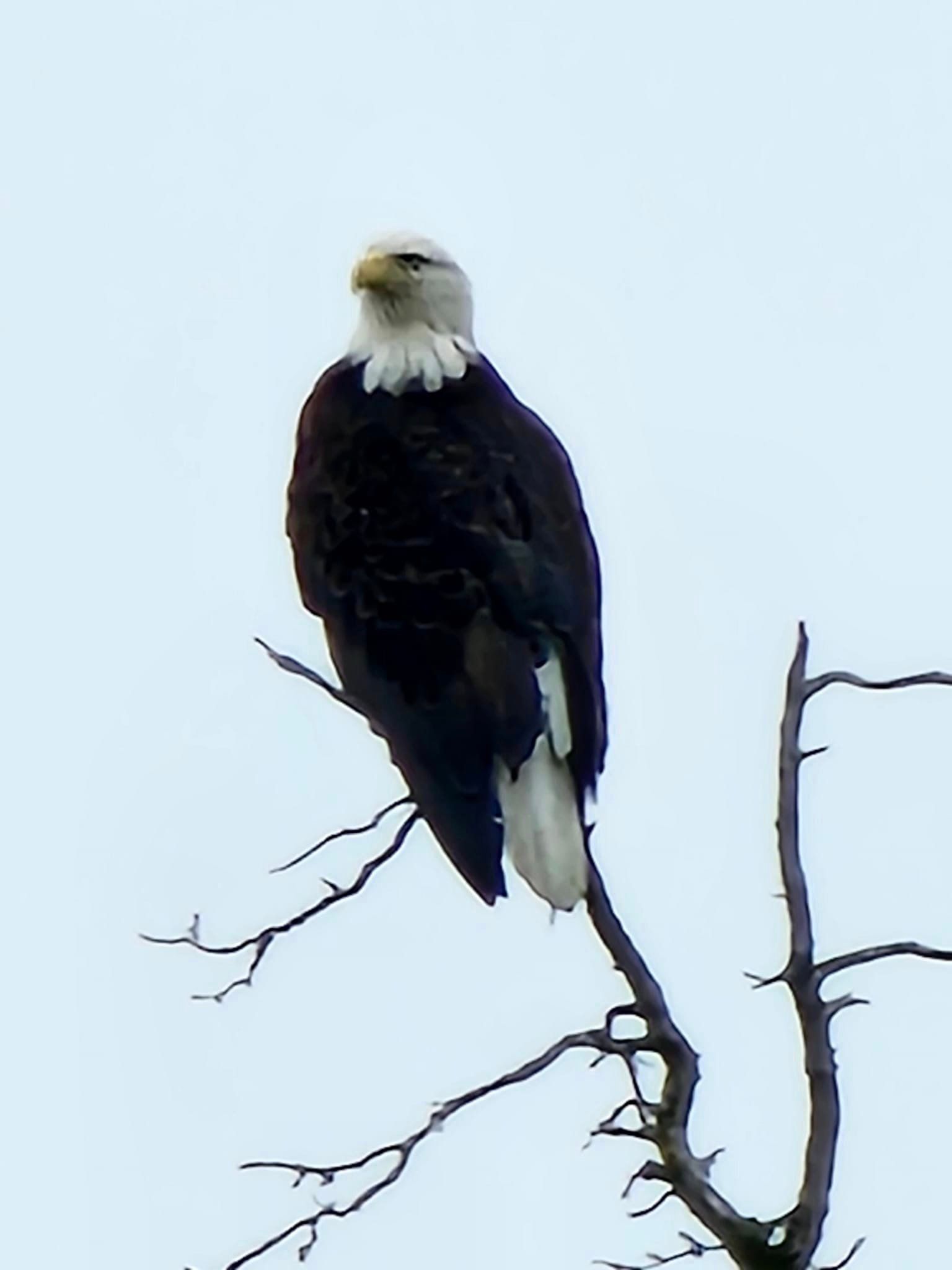 Eagle seen while fishing with Small Town Fishing Adventures - Alaska