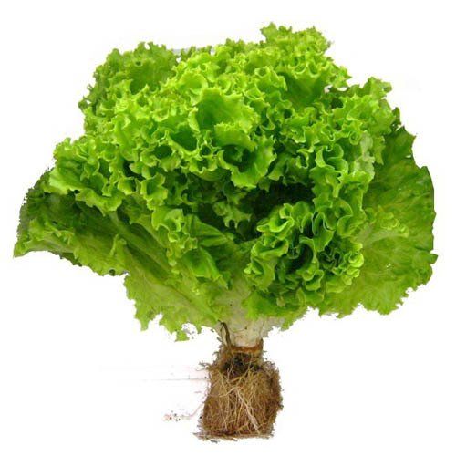 Alface na Hortifruti´s Real