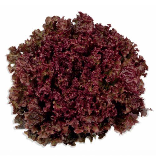 Alface Crespa na Hortifruti´s Real