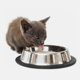grey cat drinking from bowl