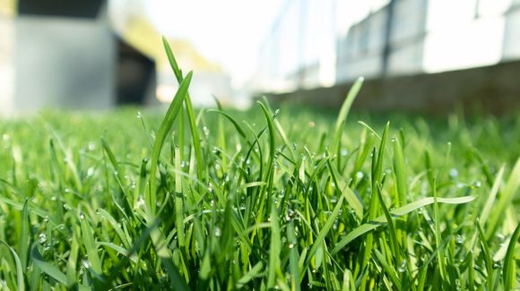 Close up of green lawn on a sunny day. Blue sky on the background.