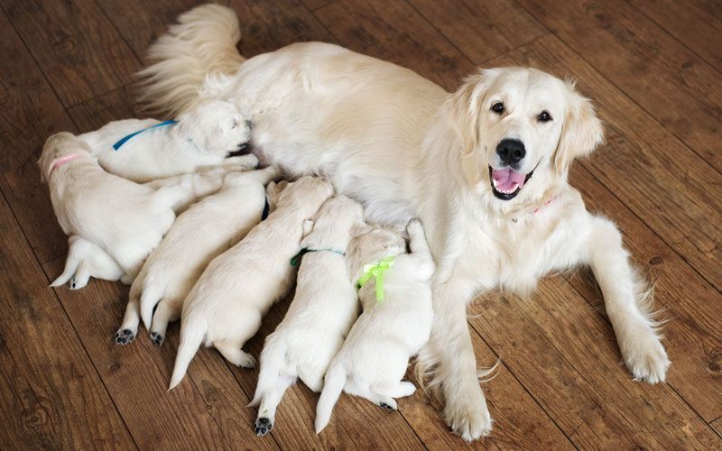 La riproduzione per cani e gatti