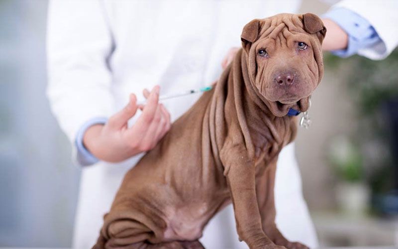 Prevenire le malattie gravi è il primo passo per far crescere nel modo migliore i nostri cuccioli