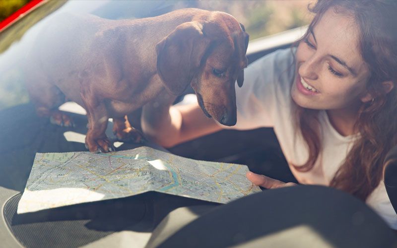 Viaggiare con il tuo amico animale