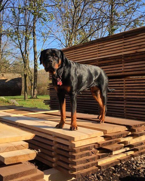 Lumber — Black Dog in Moraine, Ohio
