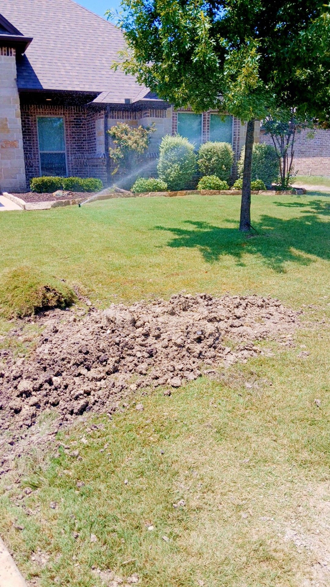 Lawn with exposed dirt patch; house and tree in the background; sprinkler is running, watering the lawn.