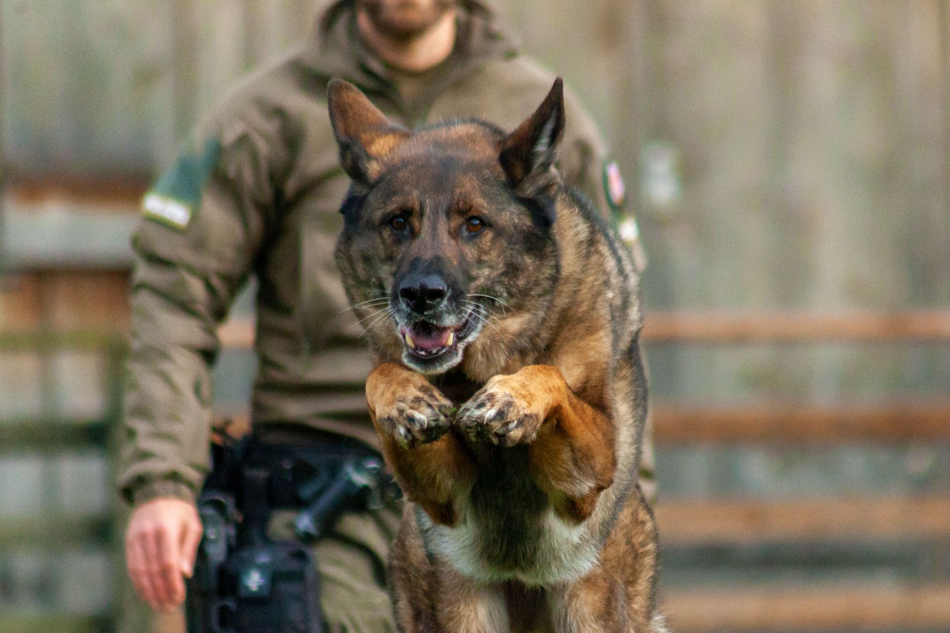 attackierender Polizeihund K9 der Stadtpolizei Chur vor Hundeführer